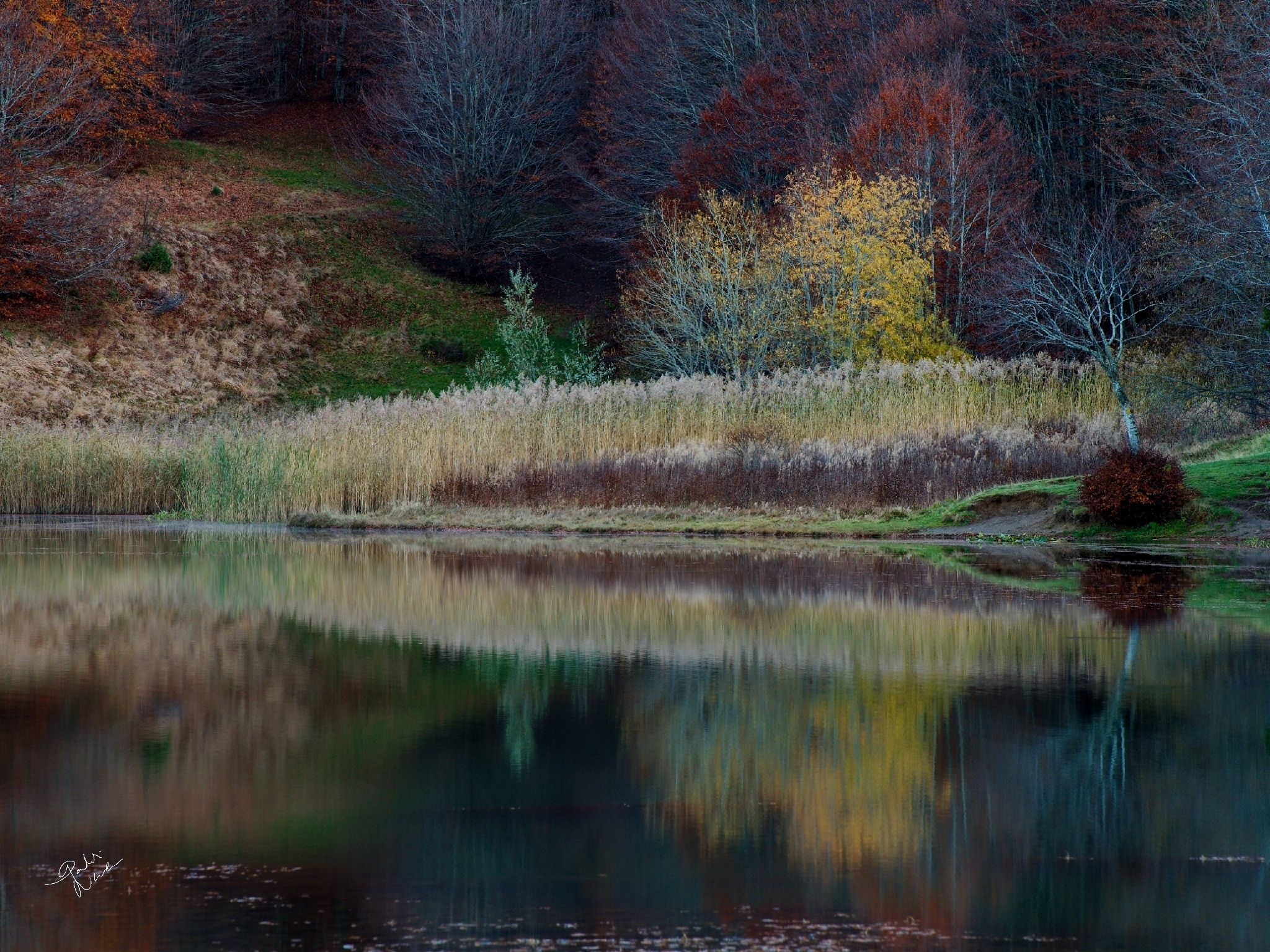Reflections on Lake CALAMONE