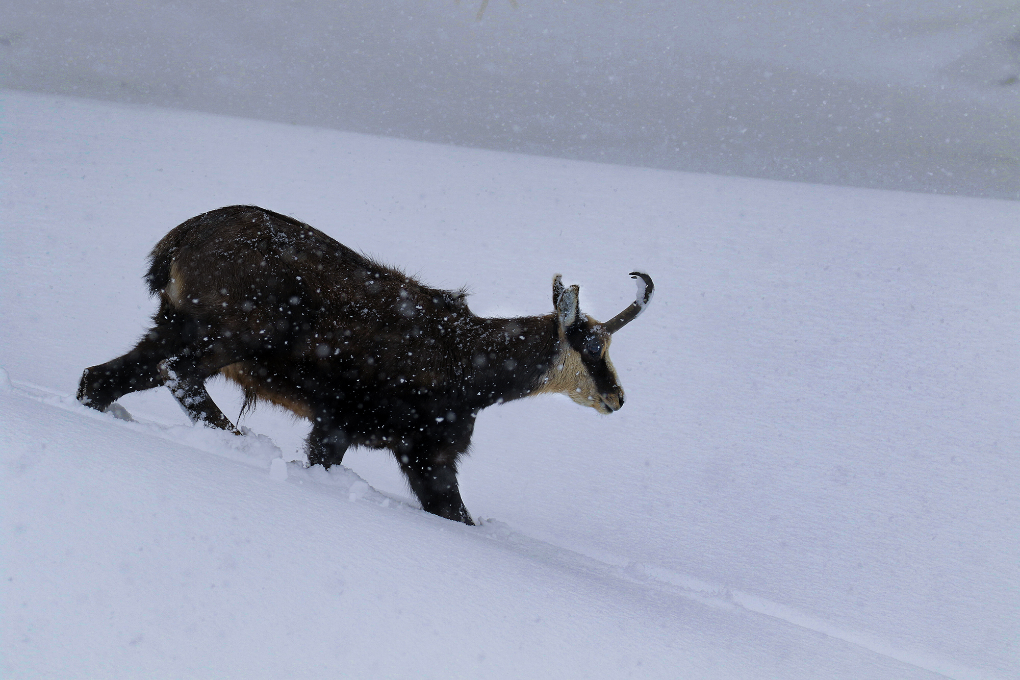 Solo nella bufera di neve, camoscio