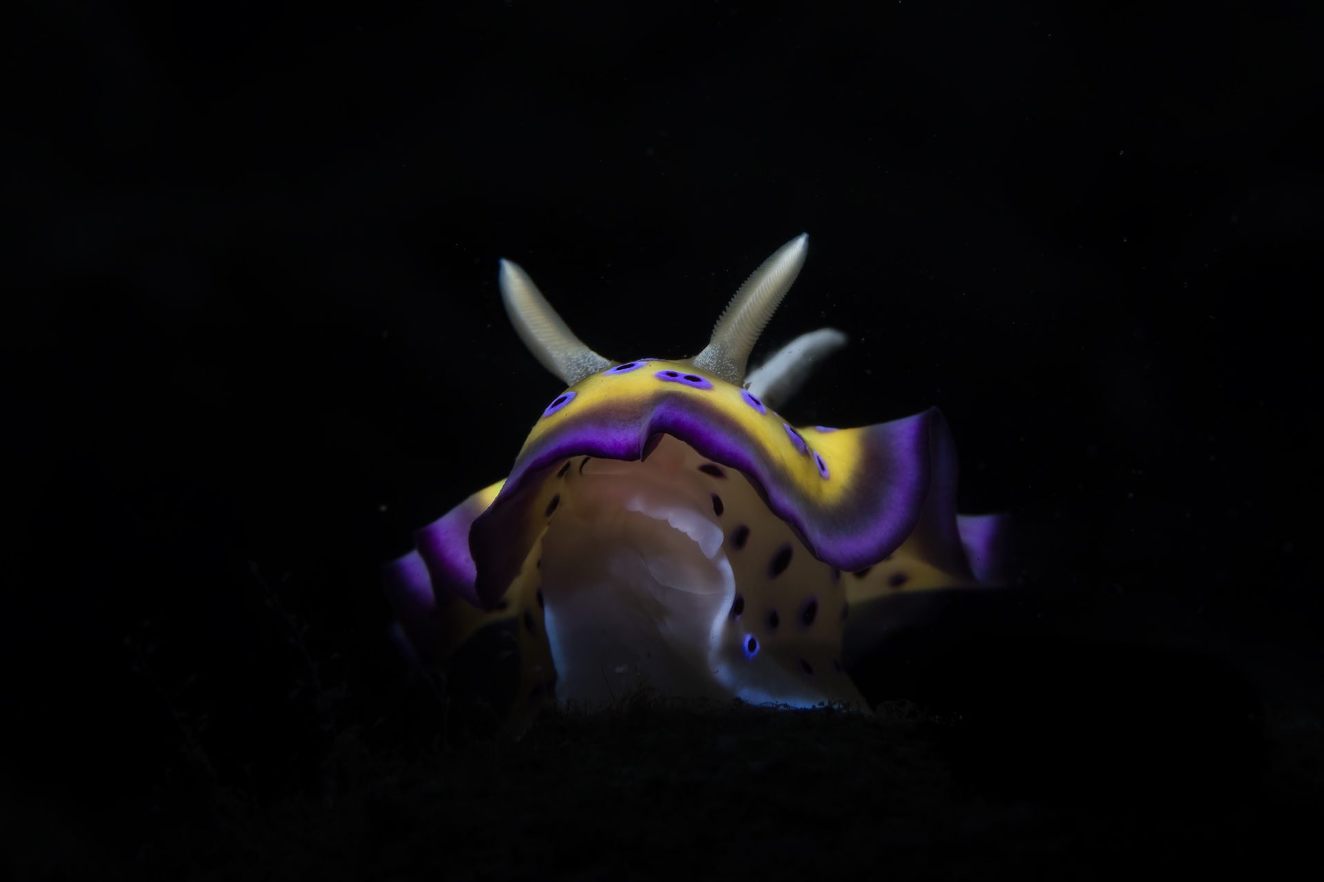 chromodoris sp.