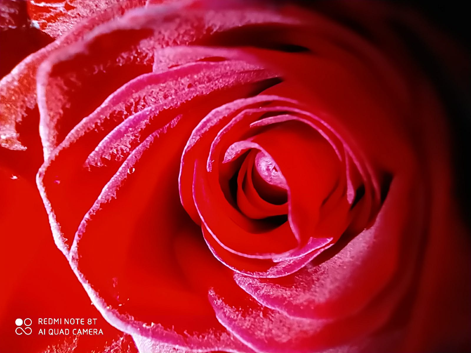 Red Rose, New Year