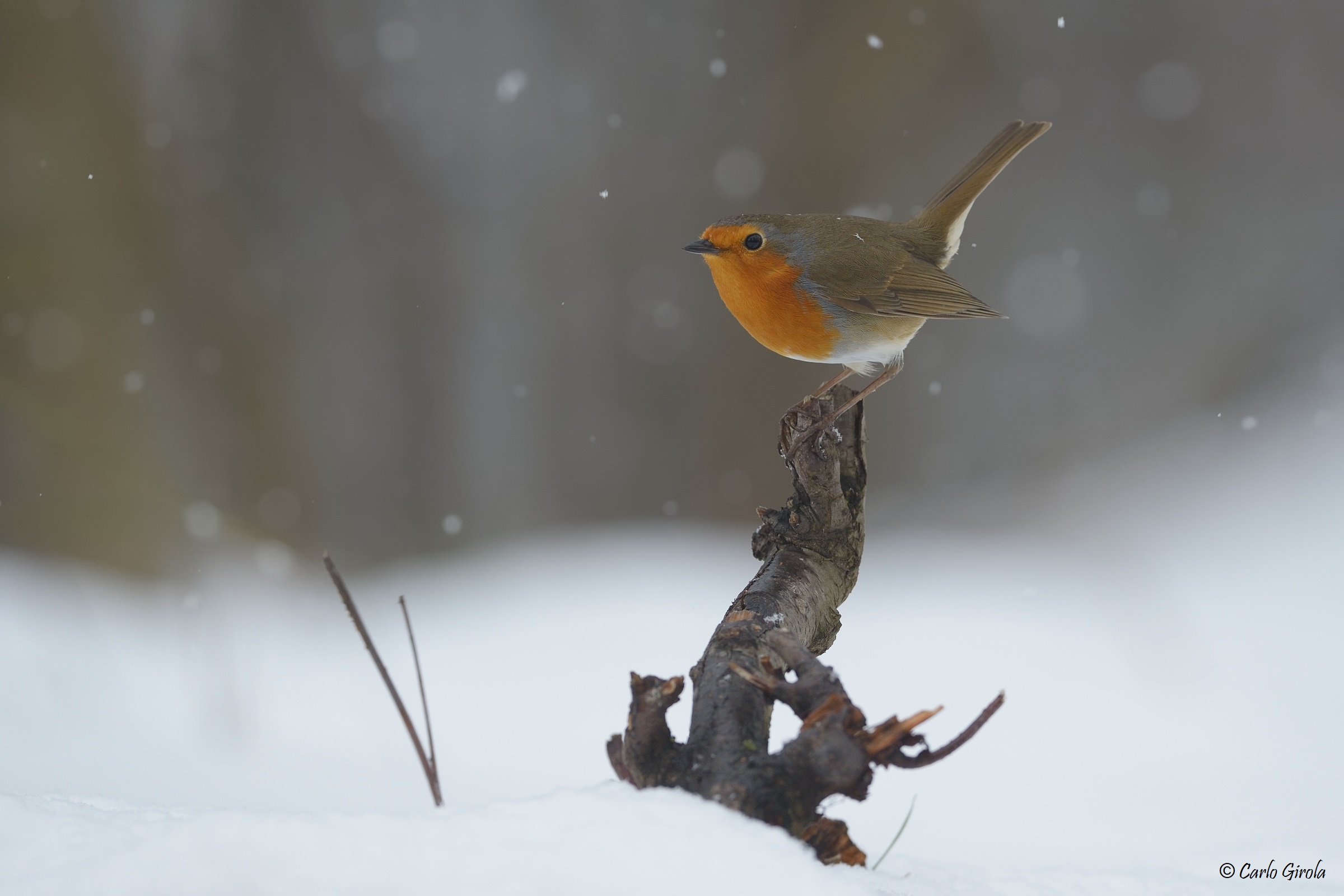 Robin (Erithacus rubecula)