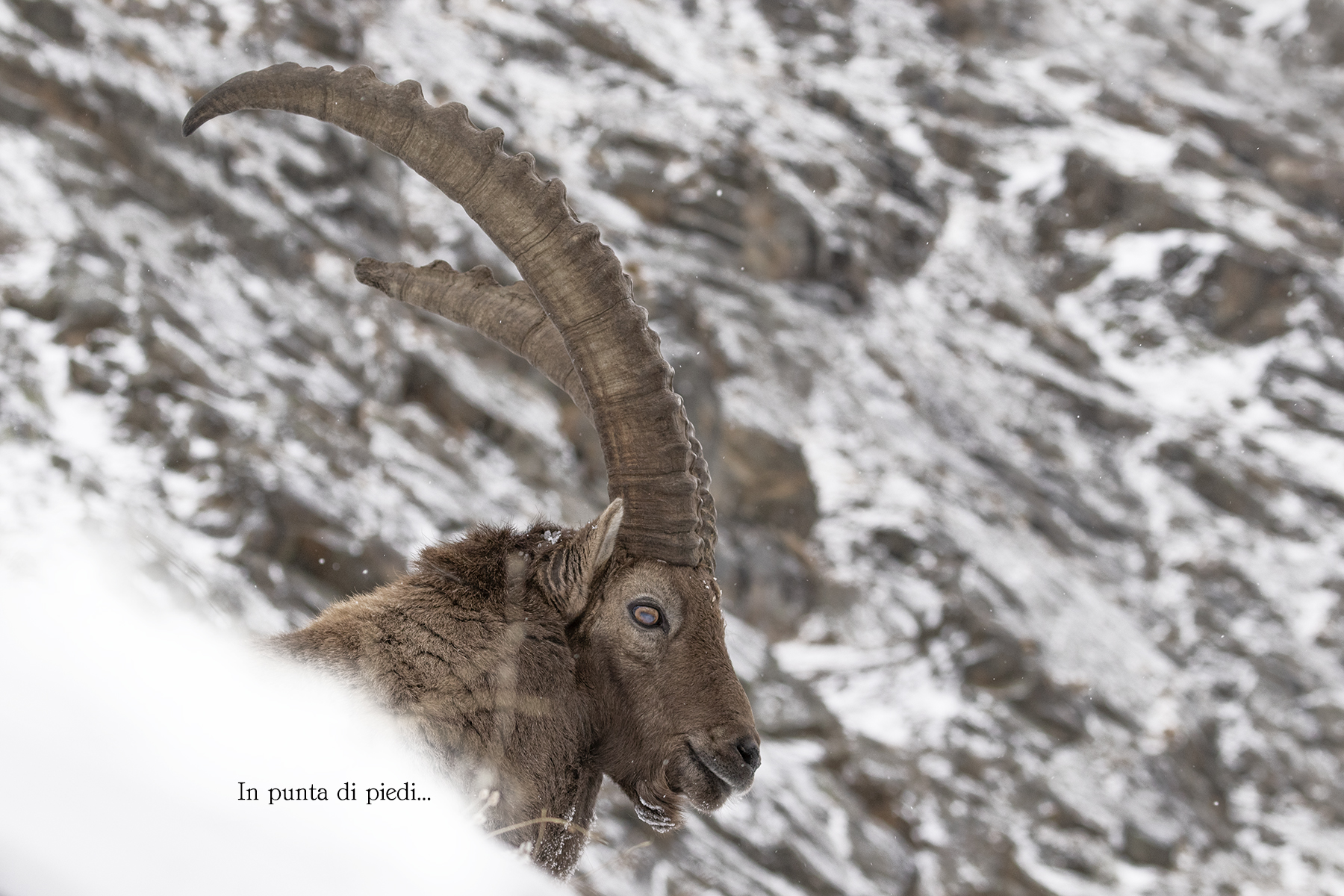 Serene Festività Natalizie...