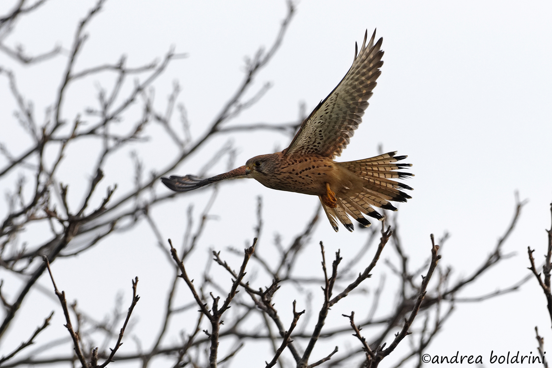Kestrel