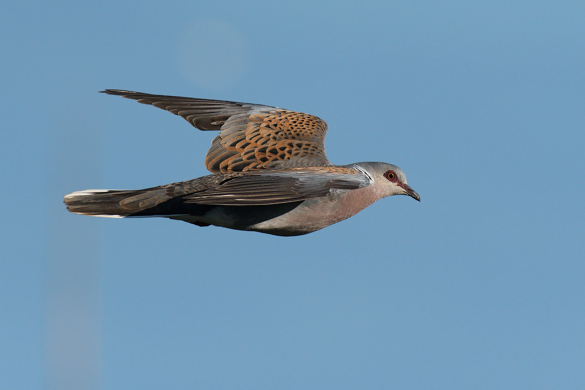 Dove in flight