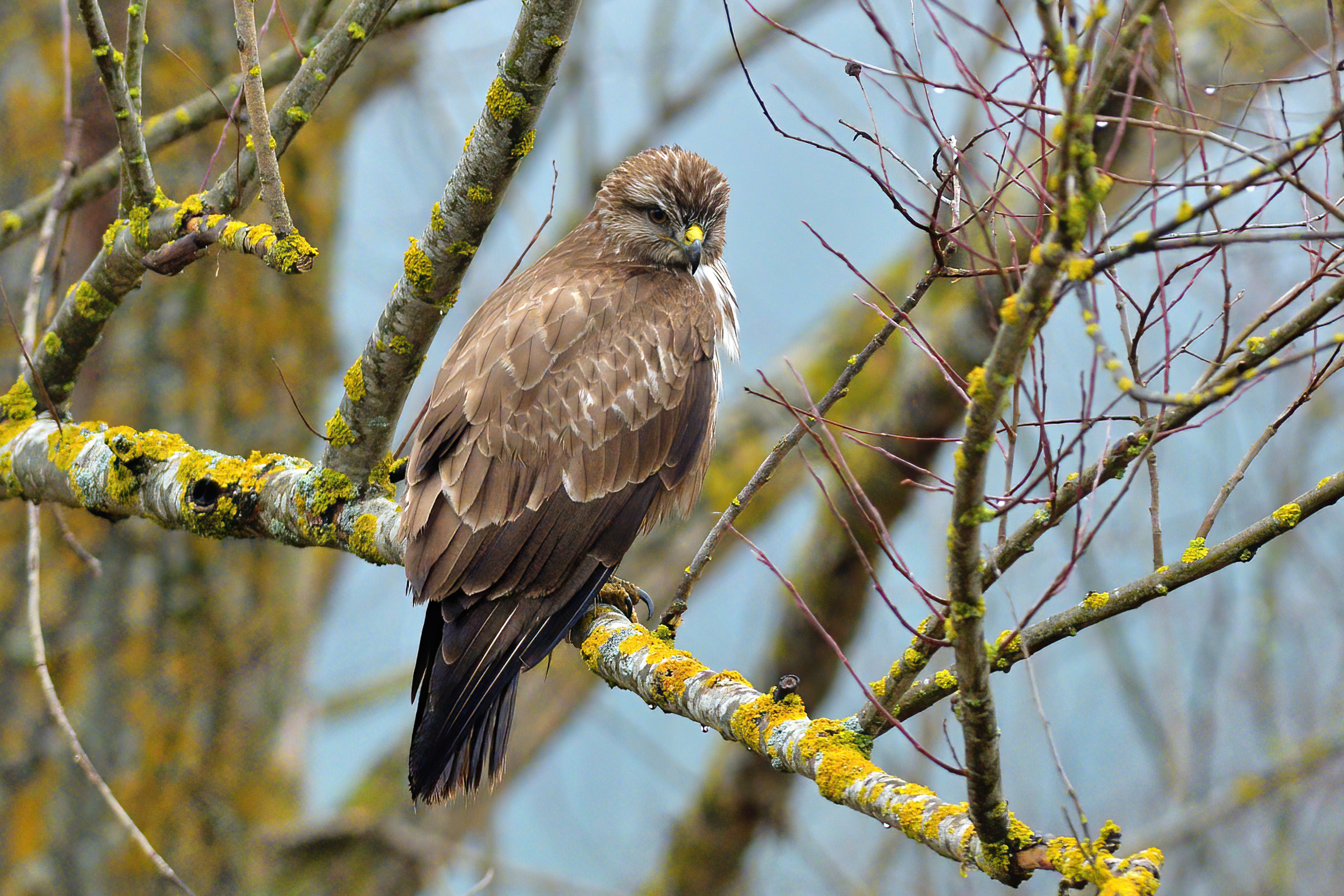 Poiana comune (Buteo buteo)
