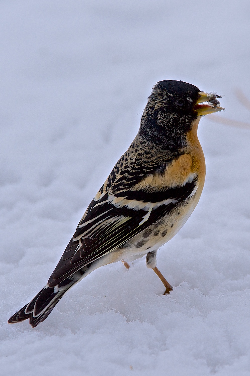 Brambling