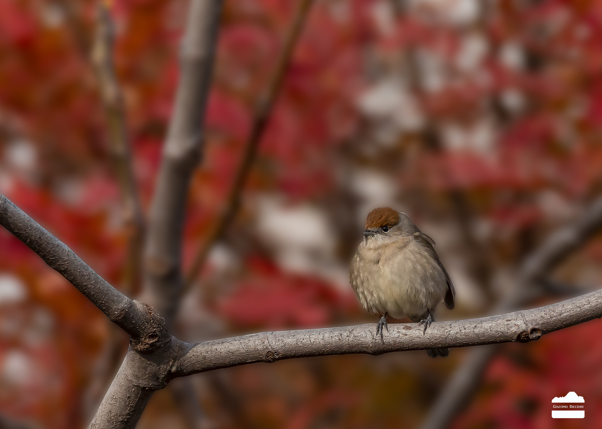 Blackcap