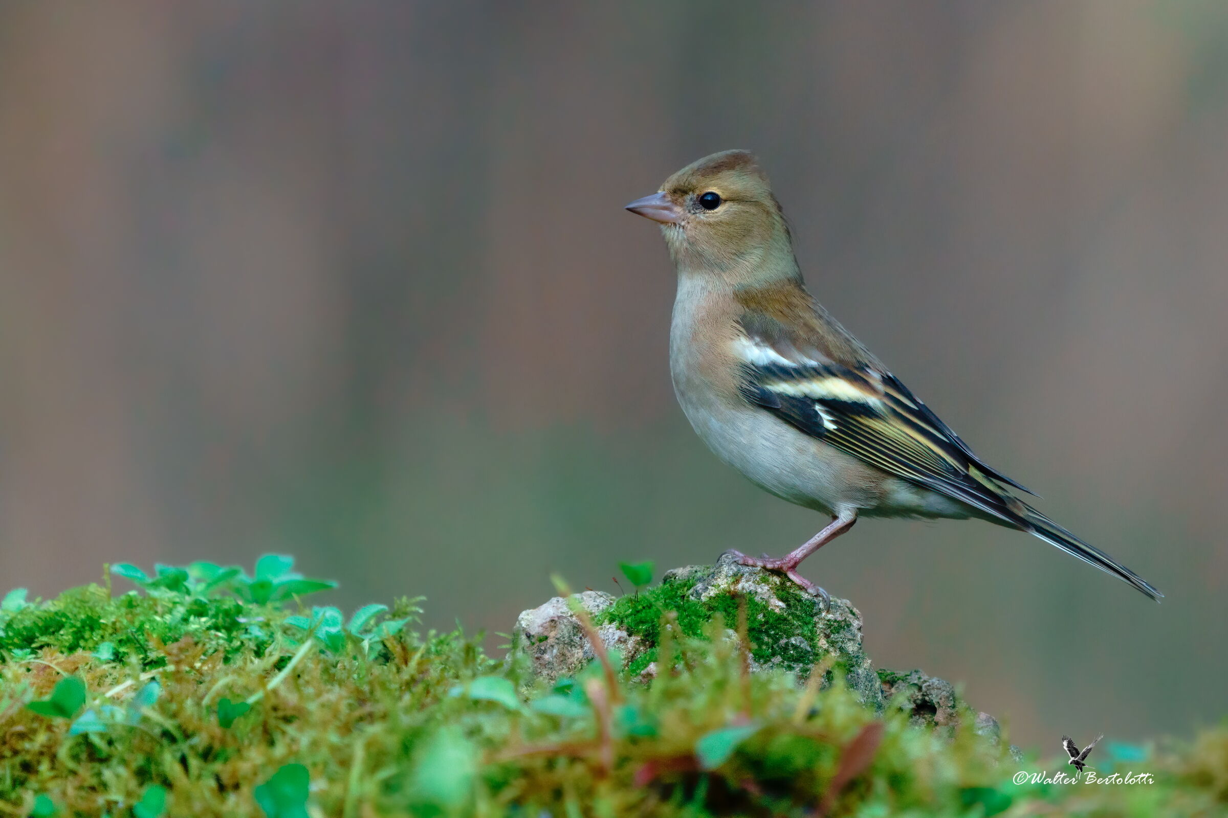 Chaffinch