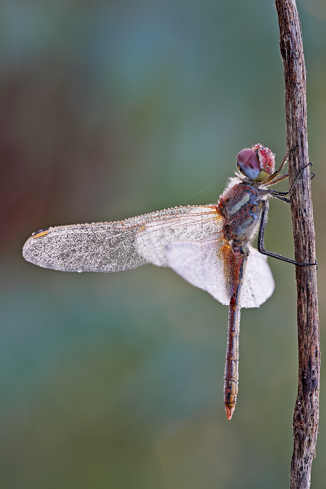 Dragonfly