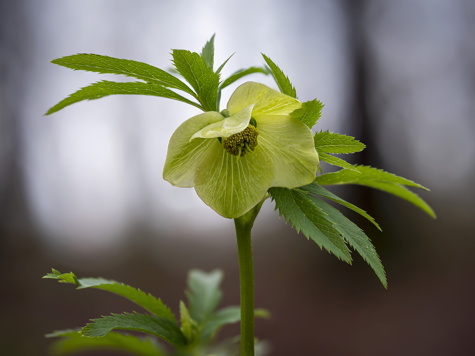Helleborus viridis
