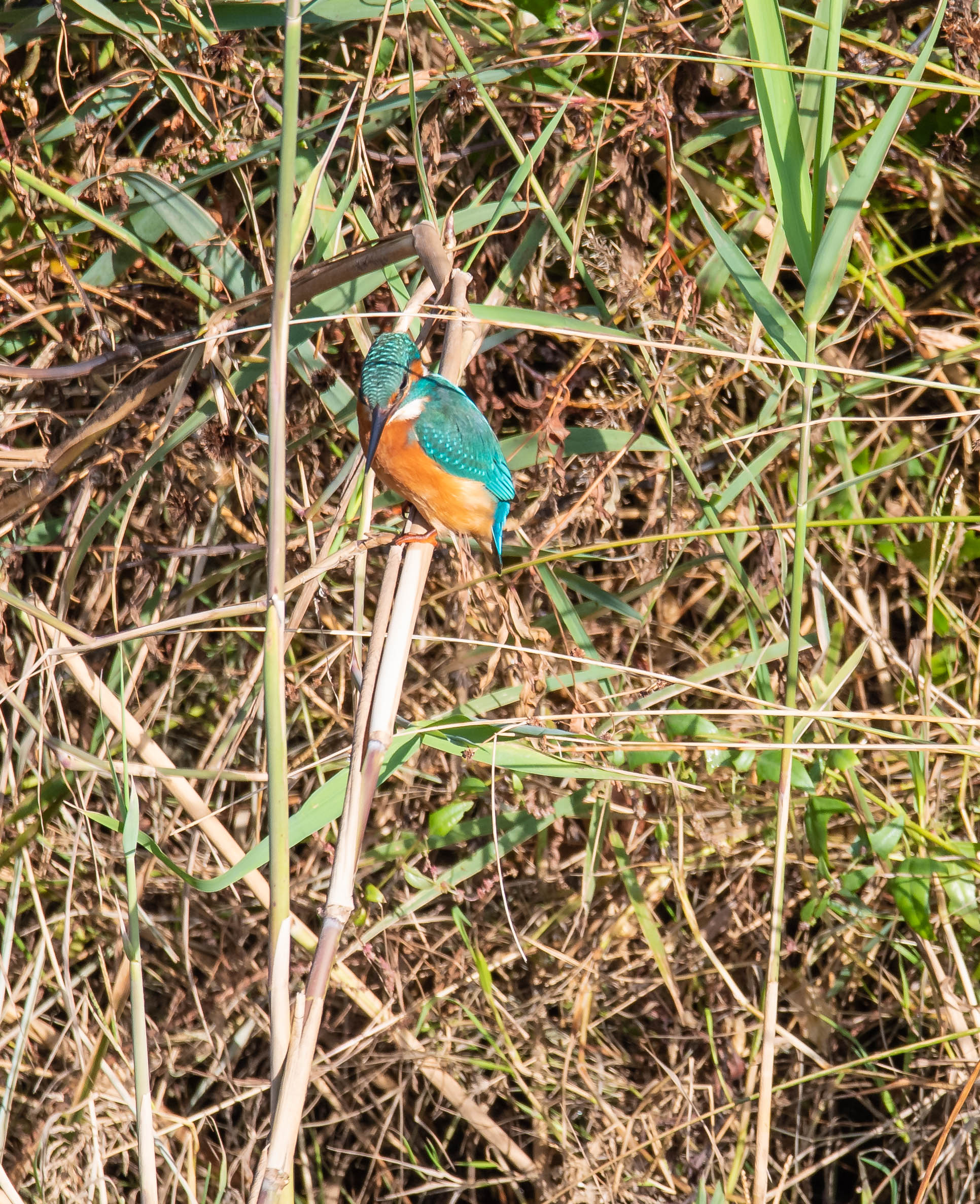 Kingfisher Female