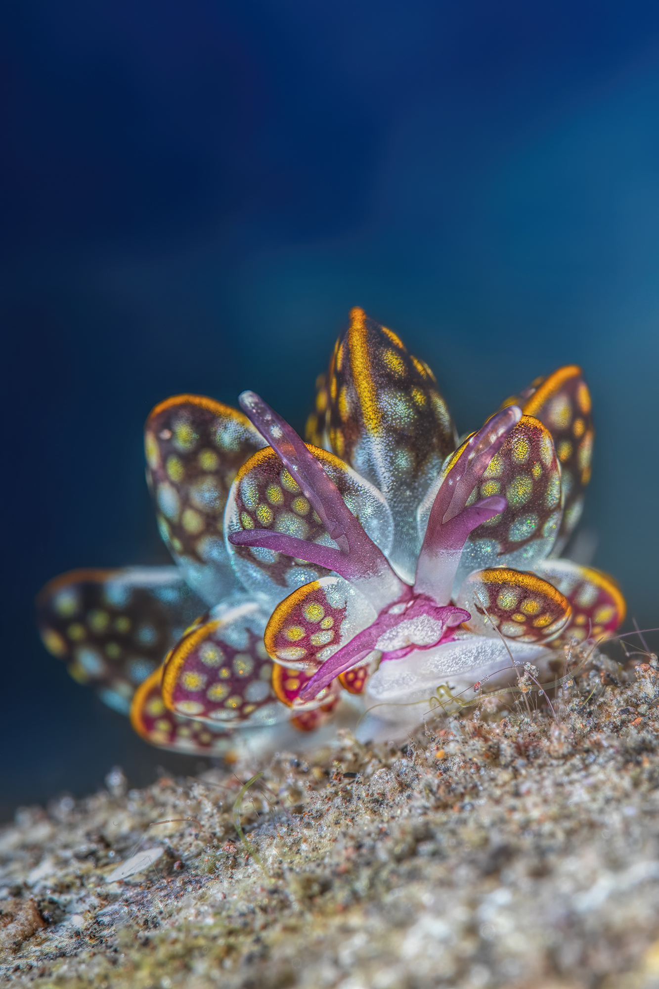 Cyerce Kikutarobabai