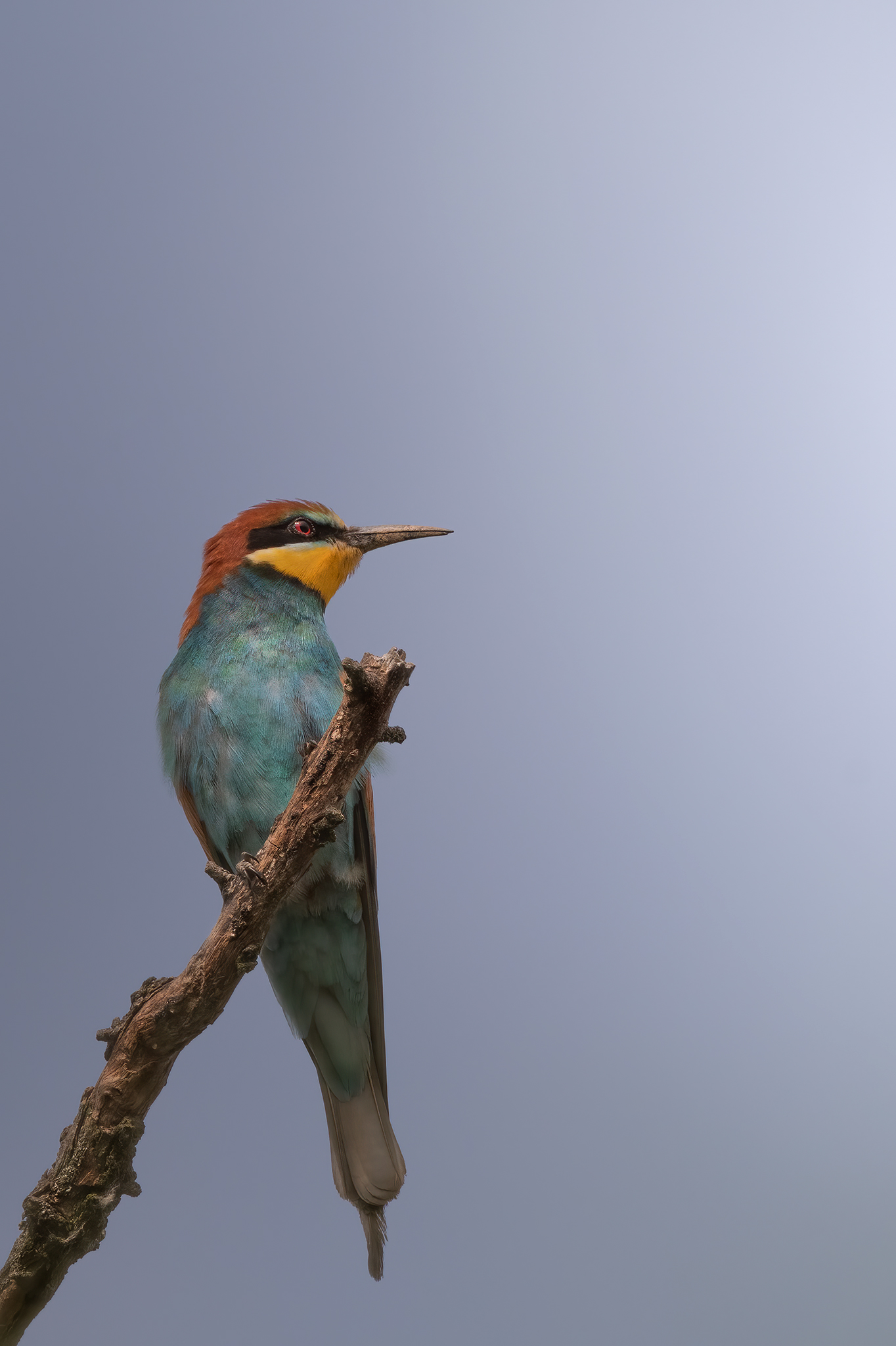 Bee-eater