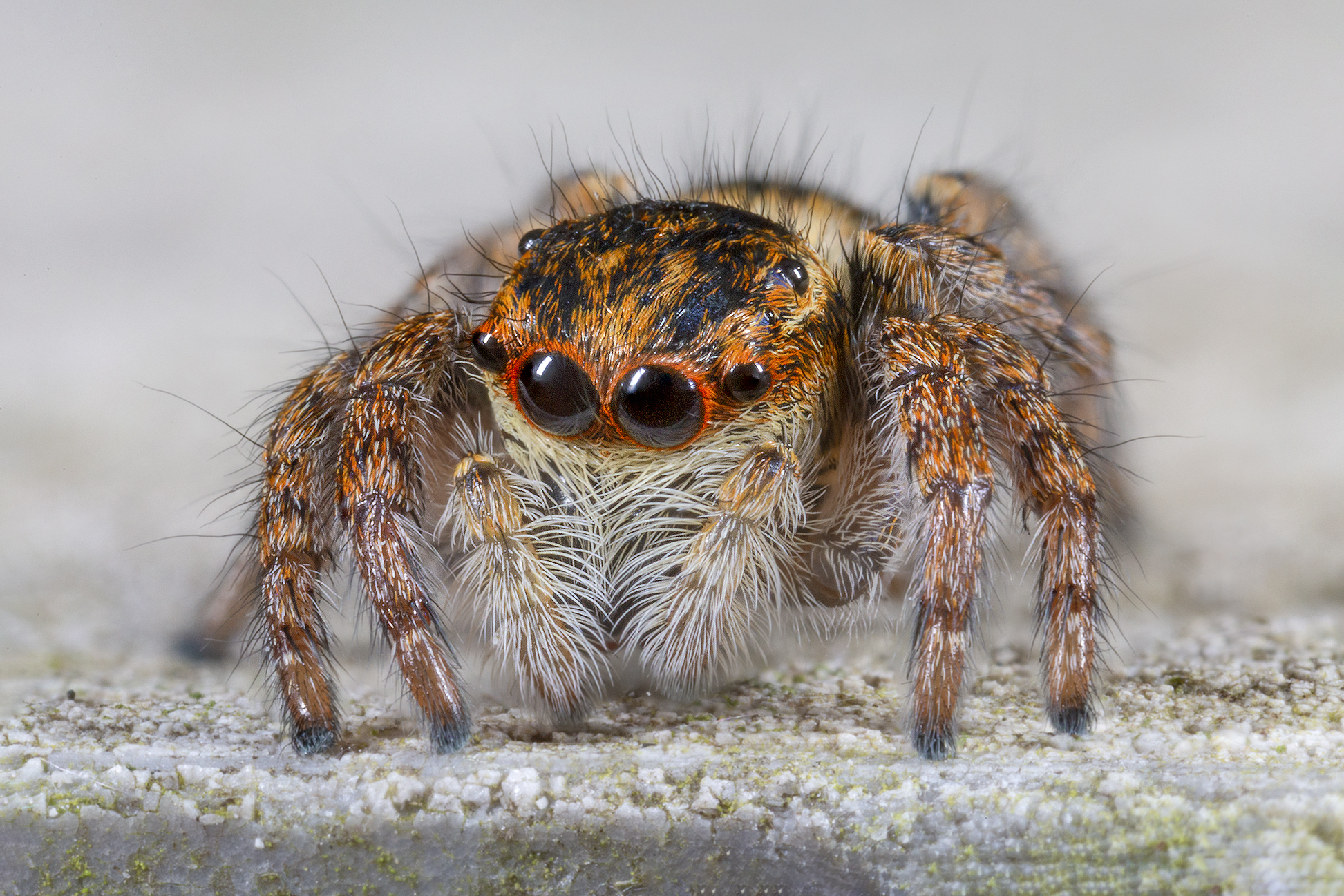 Carrhotus xanthogram female