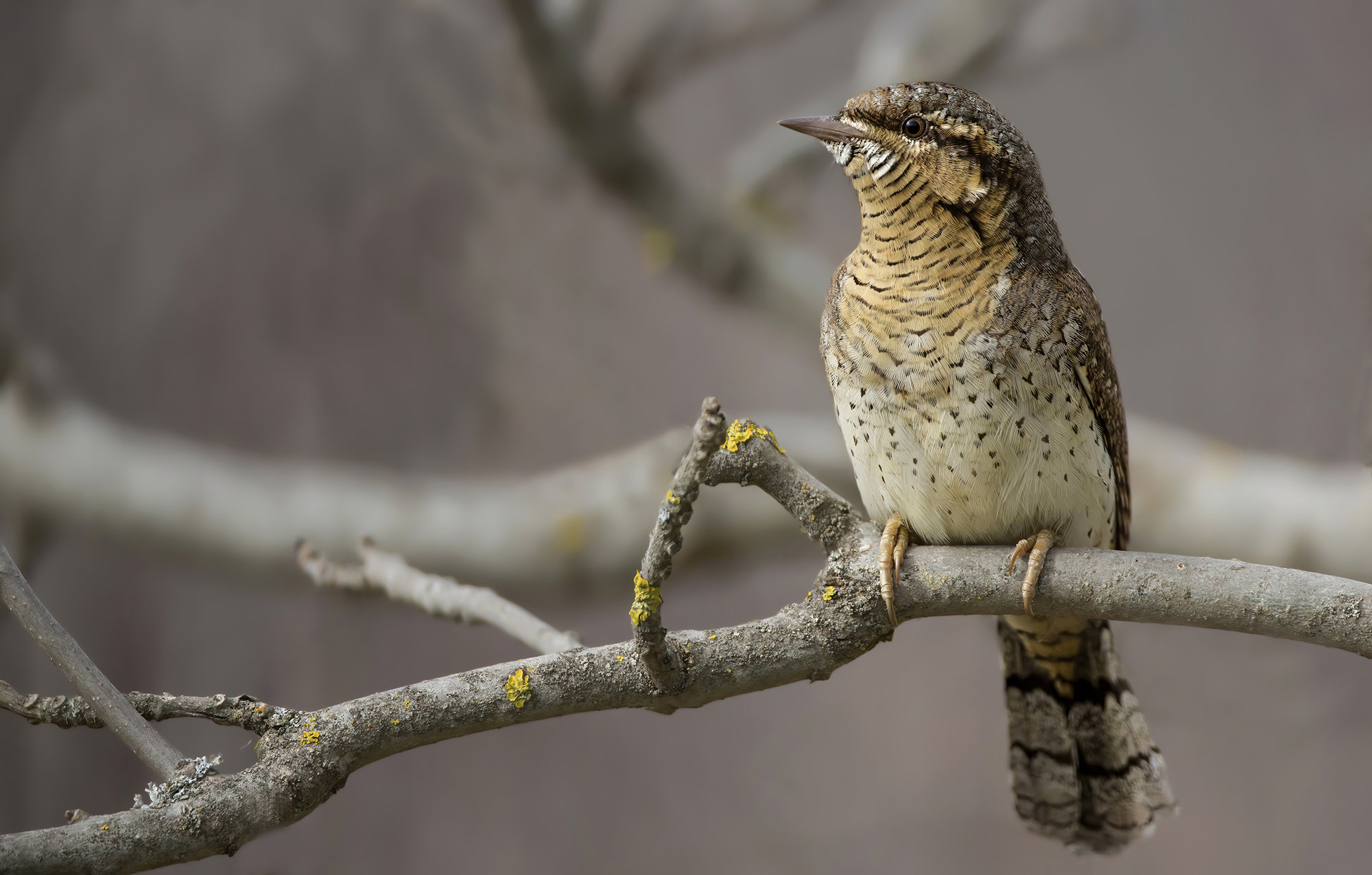torcicollo su posatoio naturale