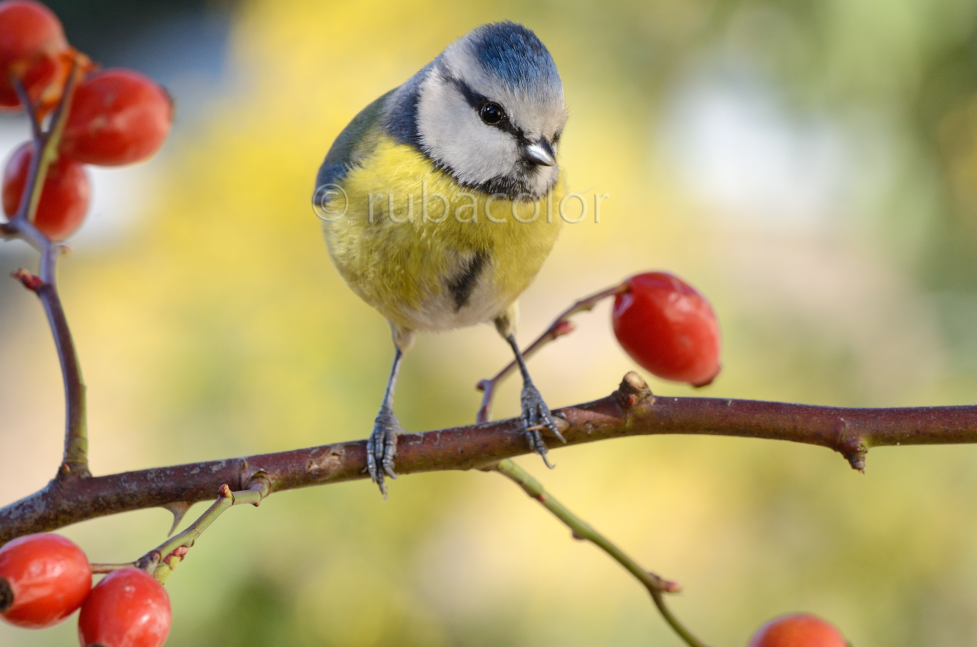 La cinciarella nel mondo colorato