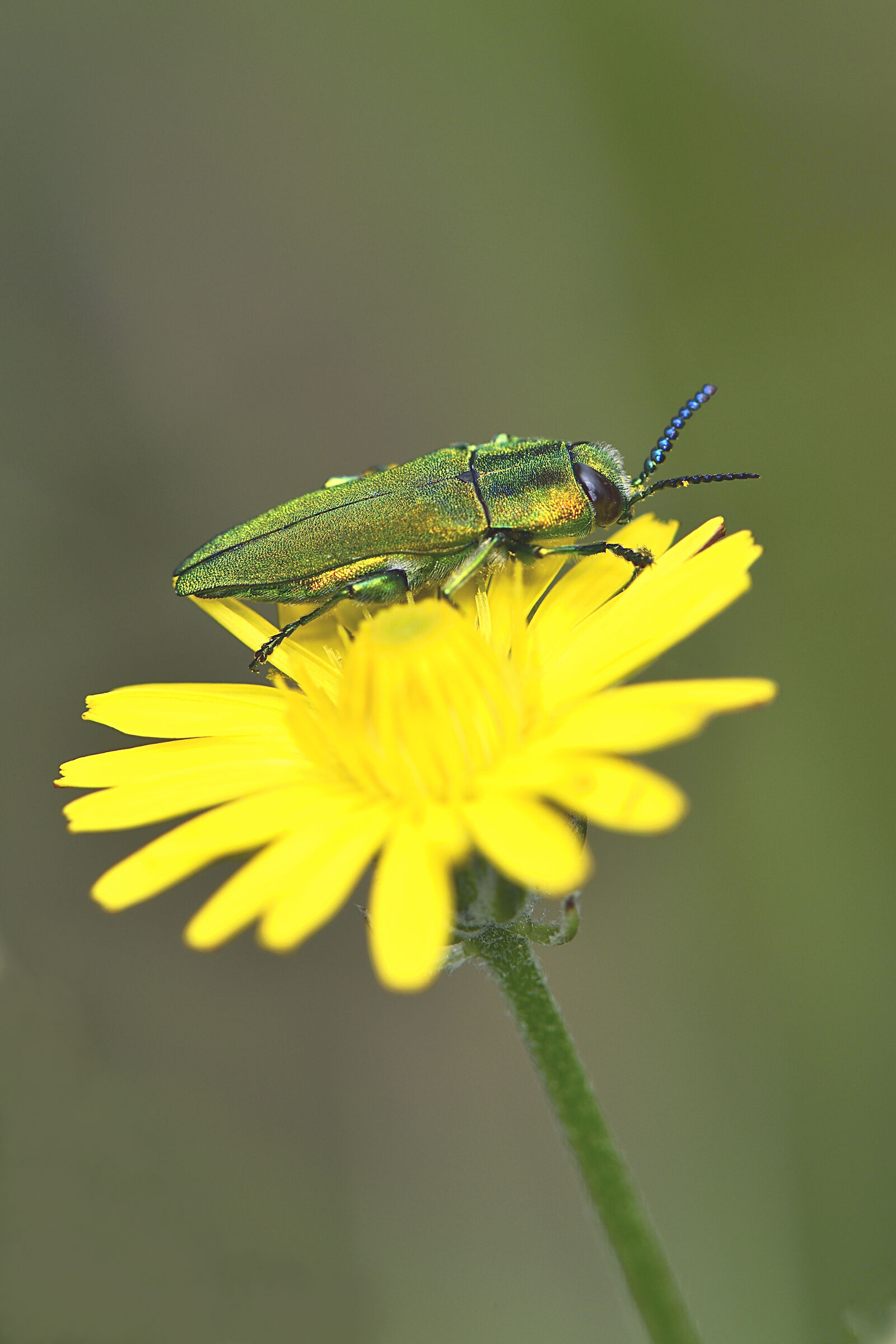 A.Hungarica