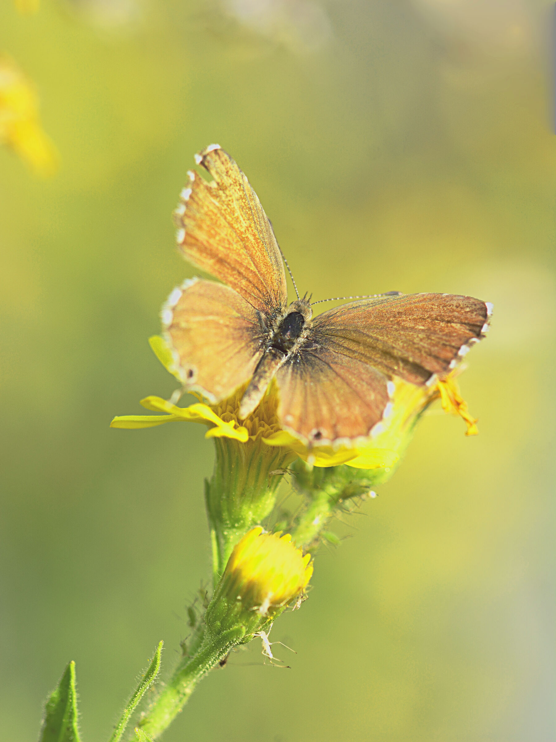 cacyreus marshalli