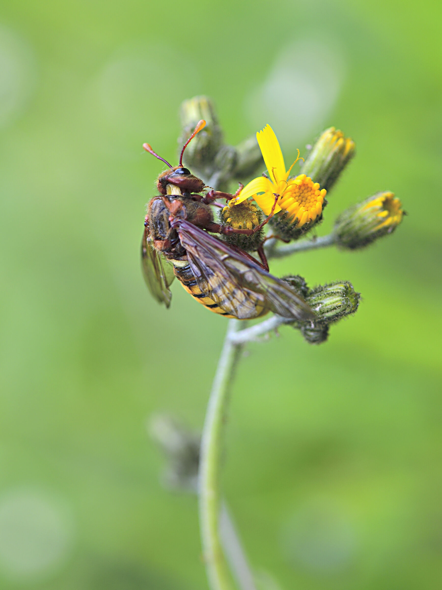 cimbex connatus
