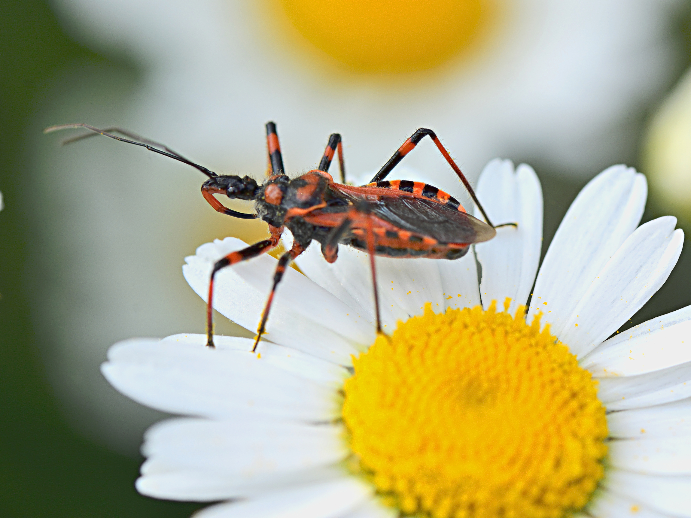 cimice assassina