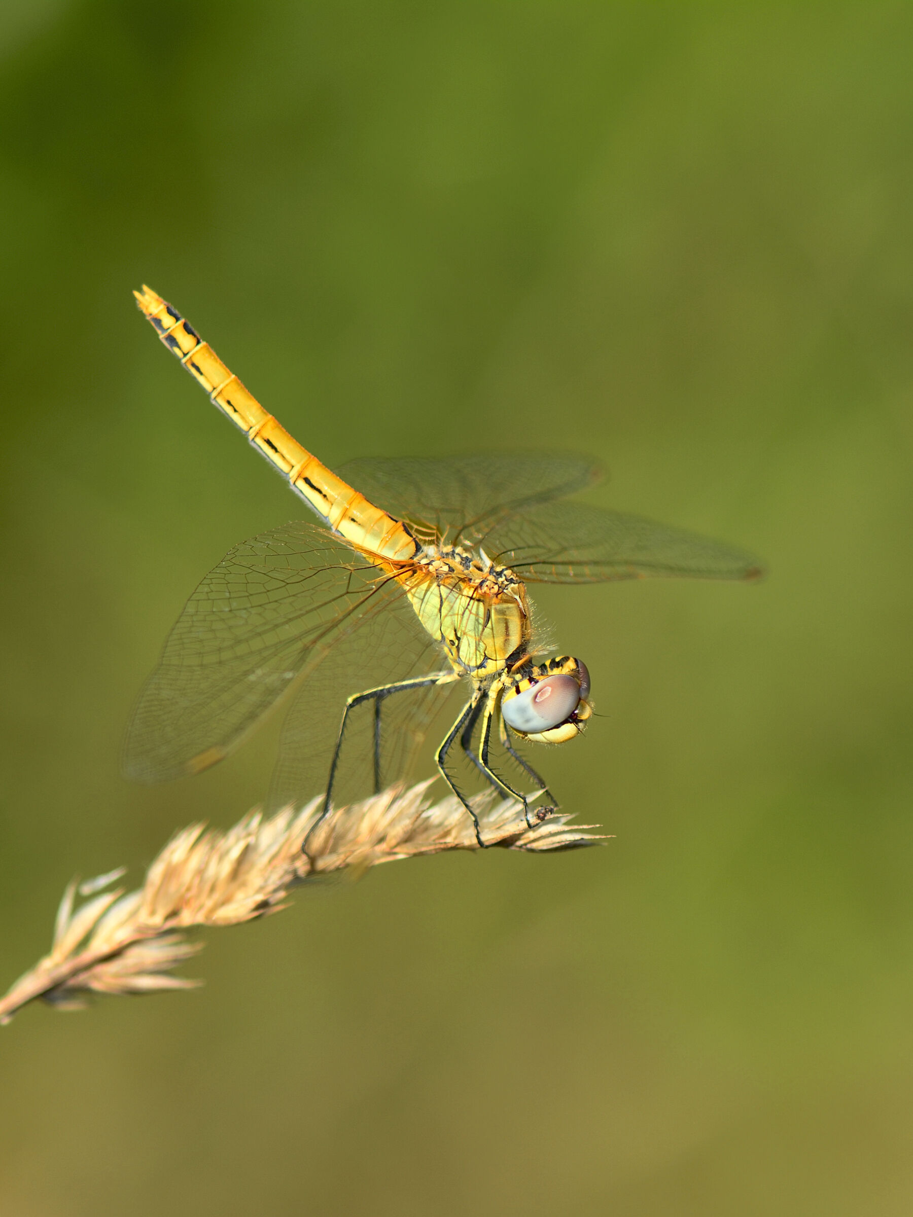 dragonfly