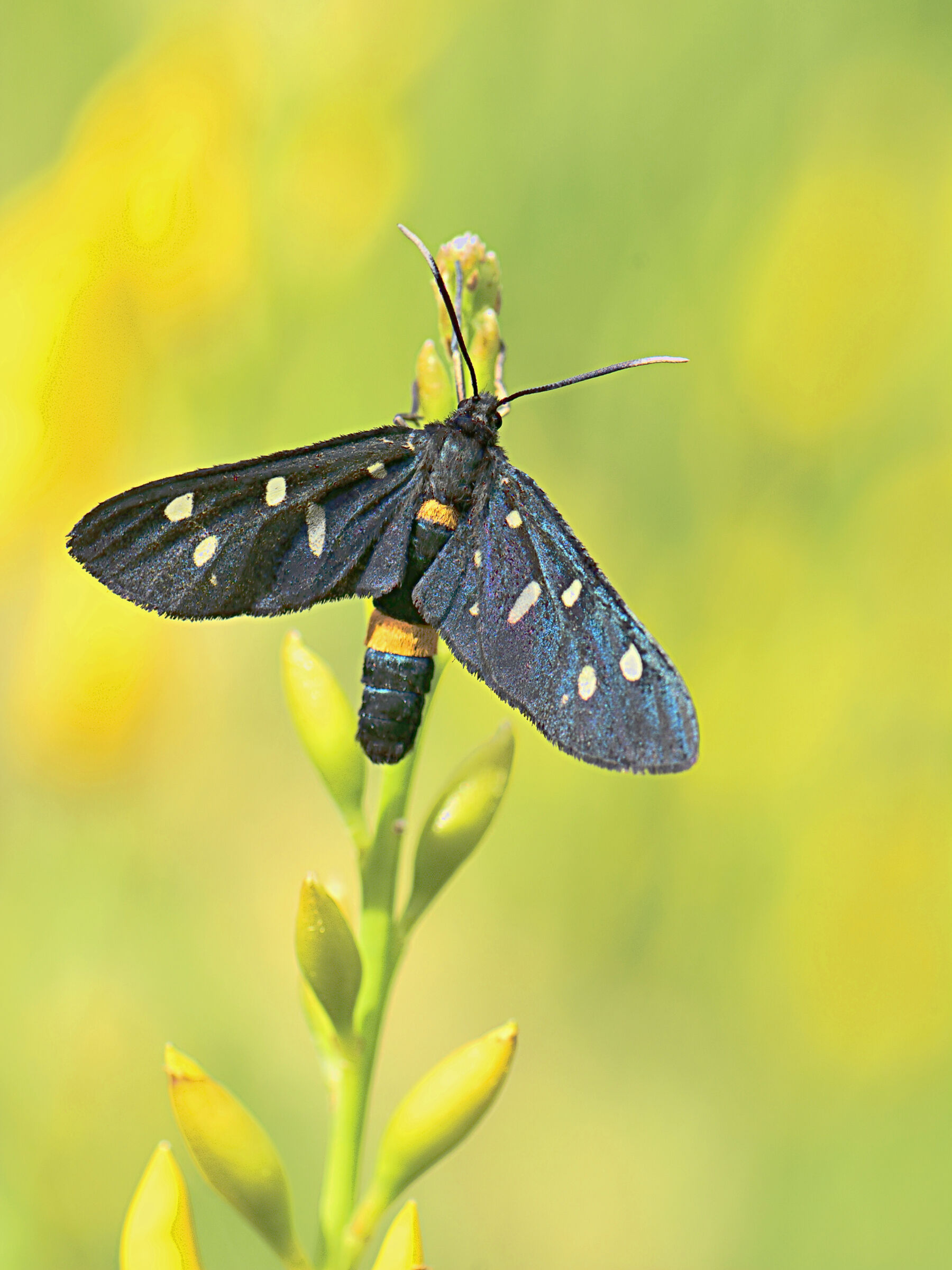 amata phegea