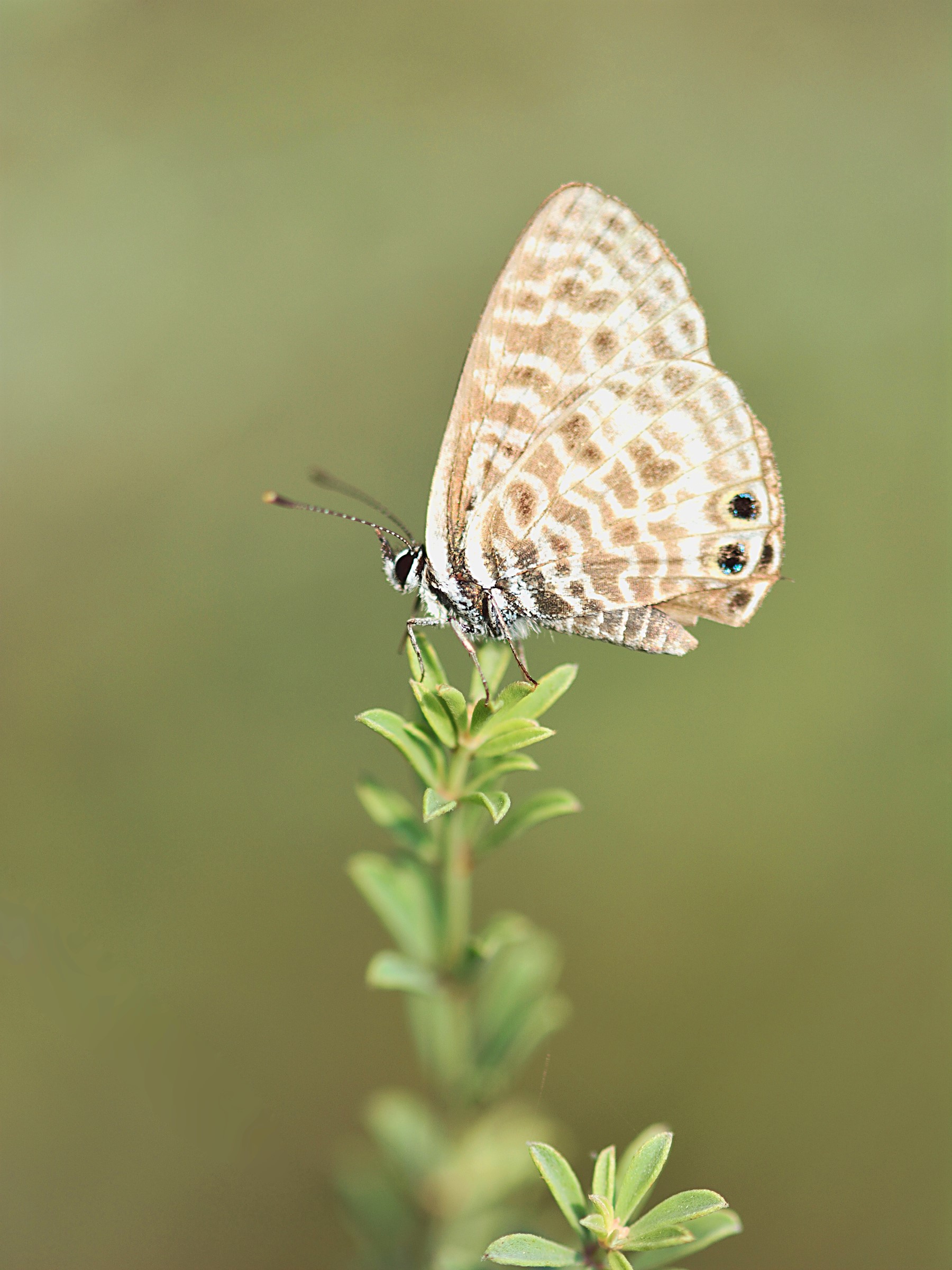leptotes pirithous