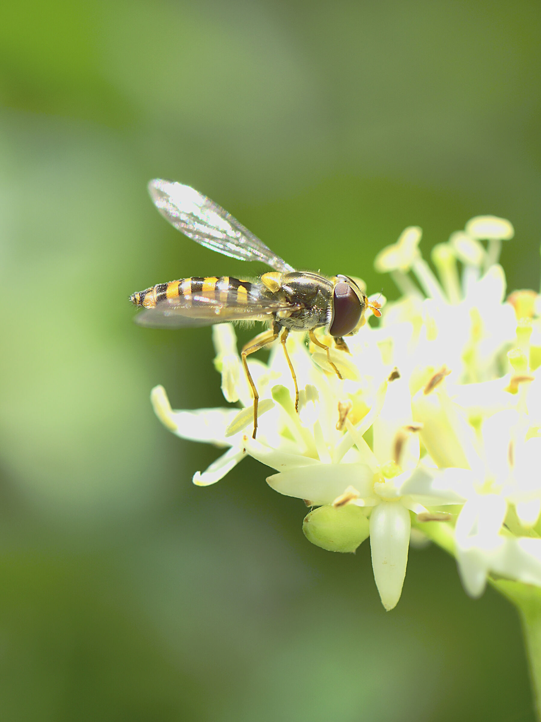 episyrphus balteatus