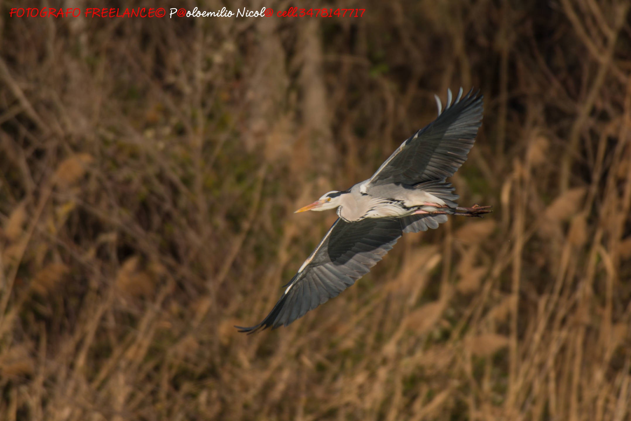 airone cenerino ...virata