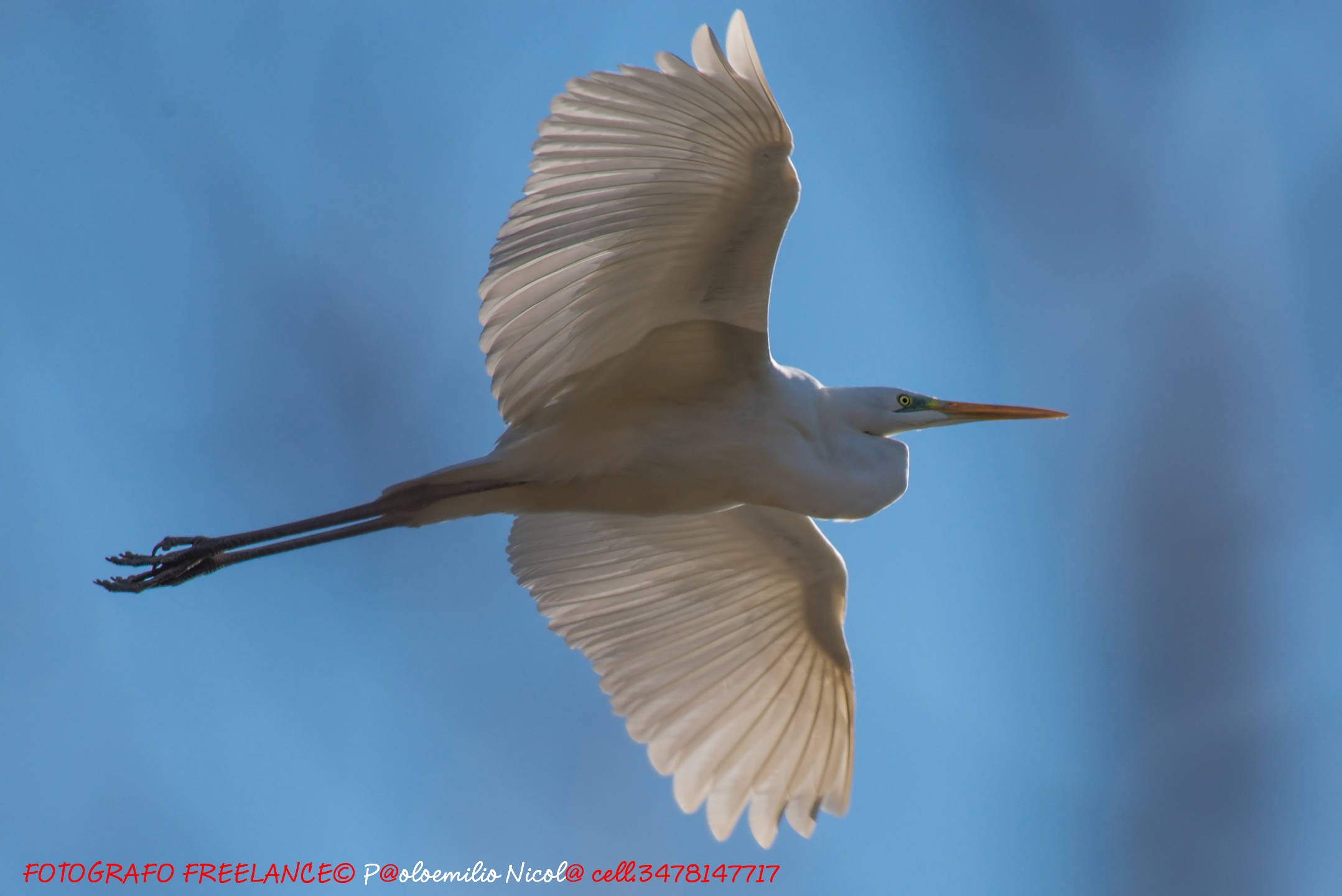 airone bianco maggiore....sopra di me.....