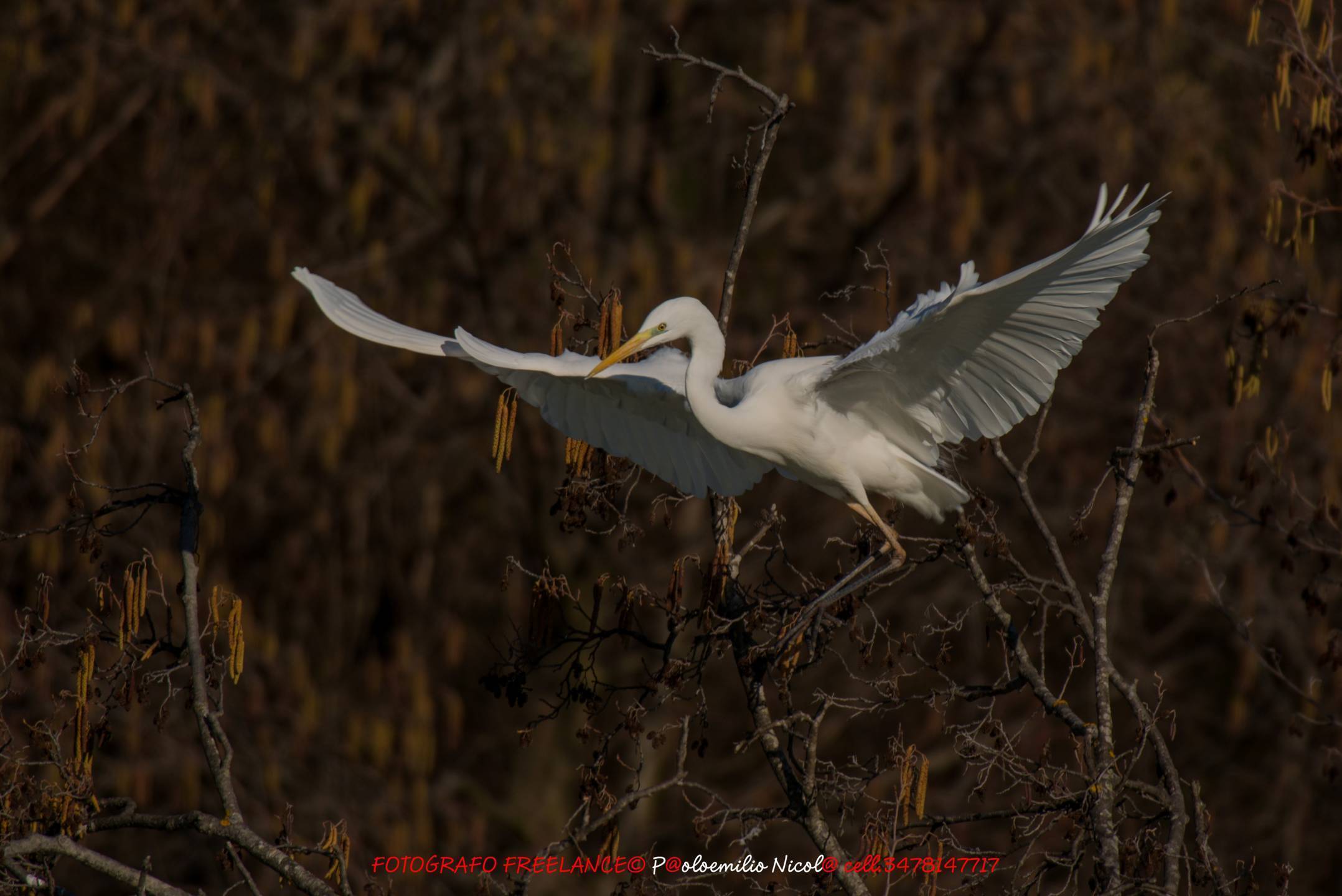 airone bianco maggiore ... decollo