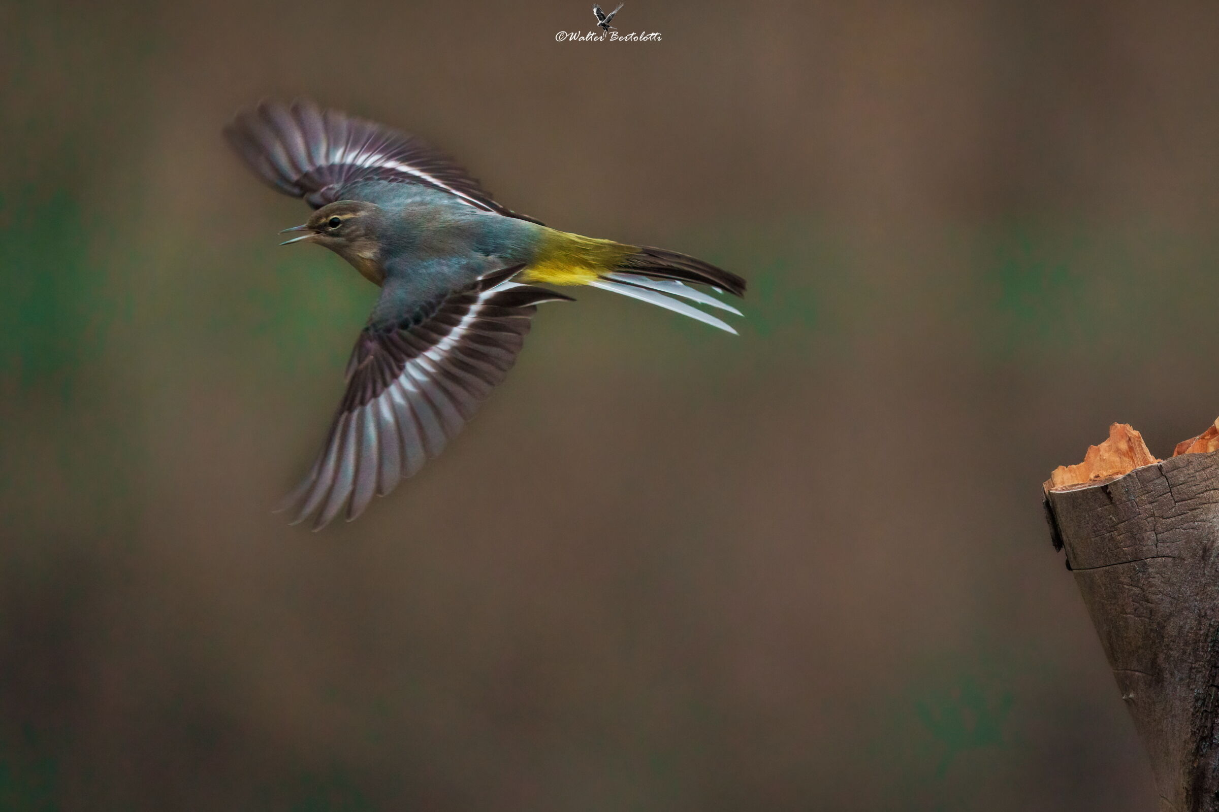 the flight of the yellow