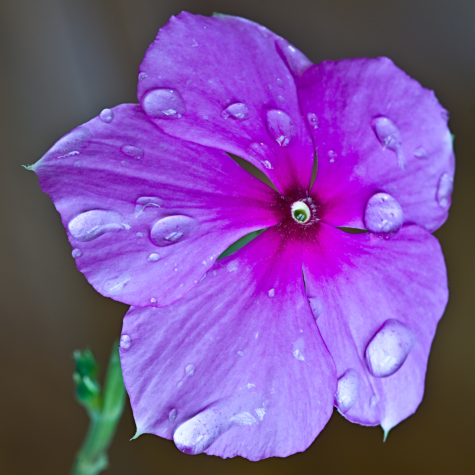 From the Kingdom of Flowers #12