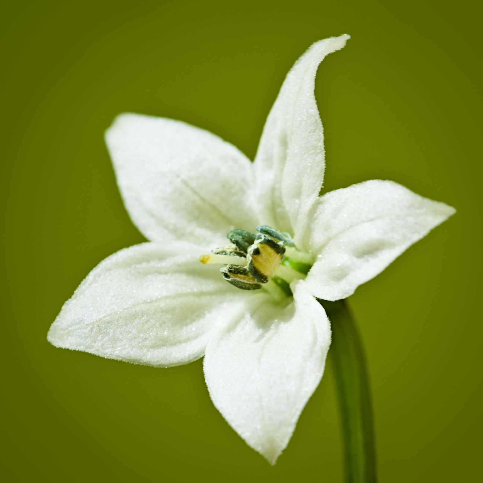 From the Kingdom of Flowers #13