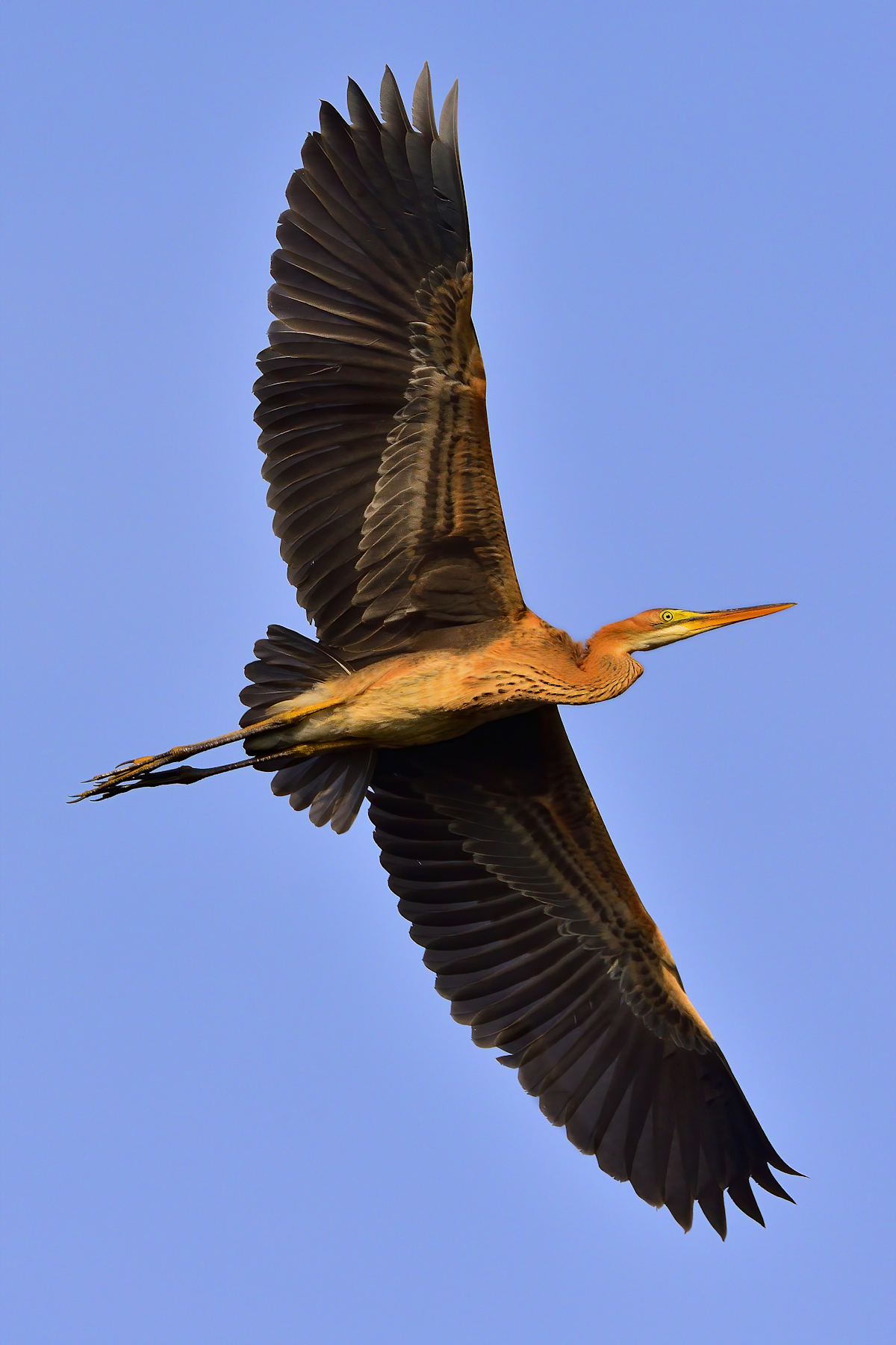 Red Heron