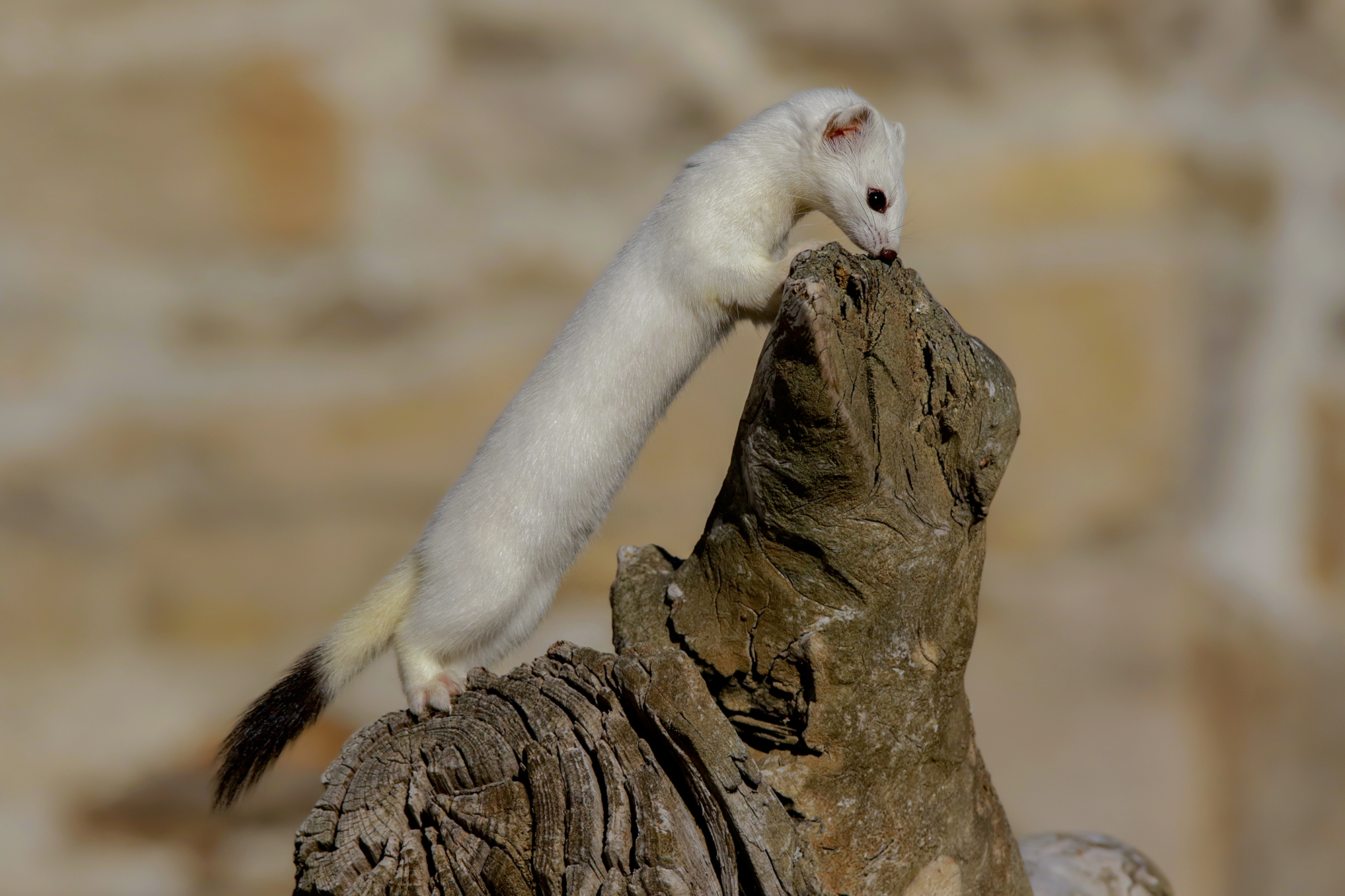 fiutando tracce di cibo, ermellino