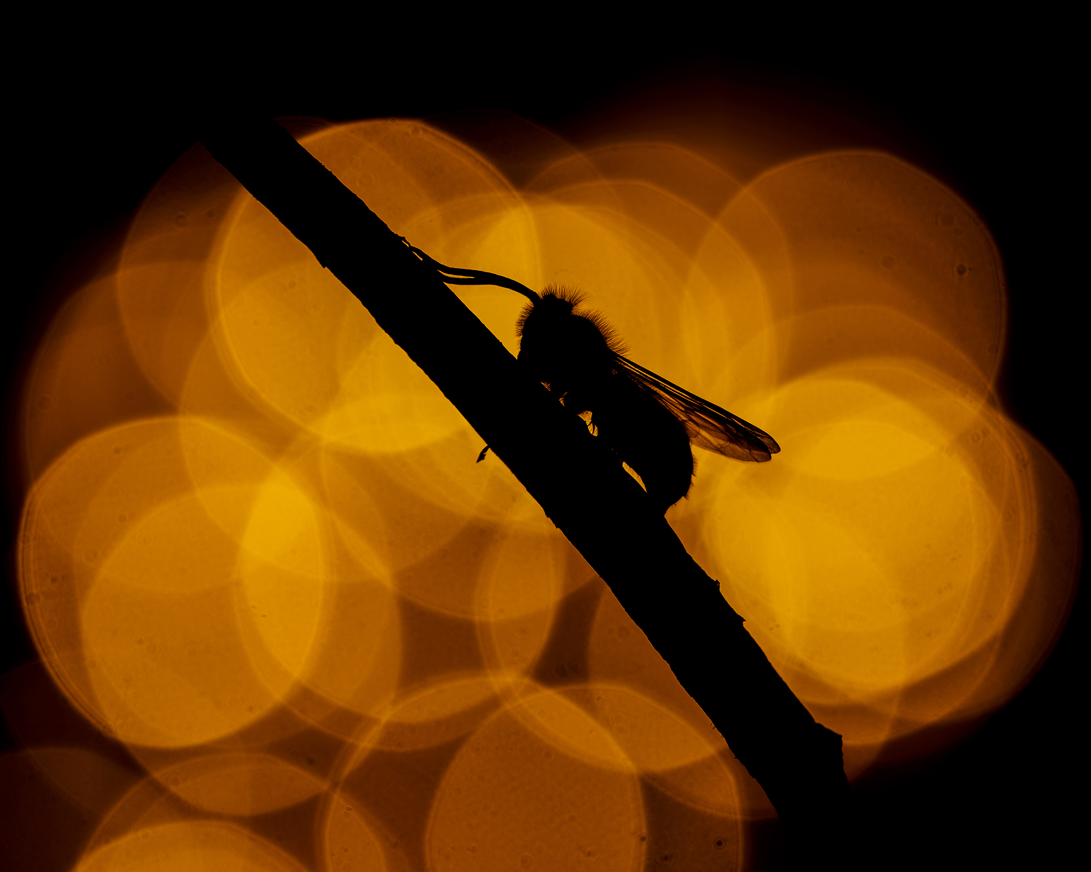 Yellow Jacket, Bokeh