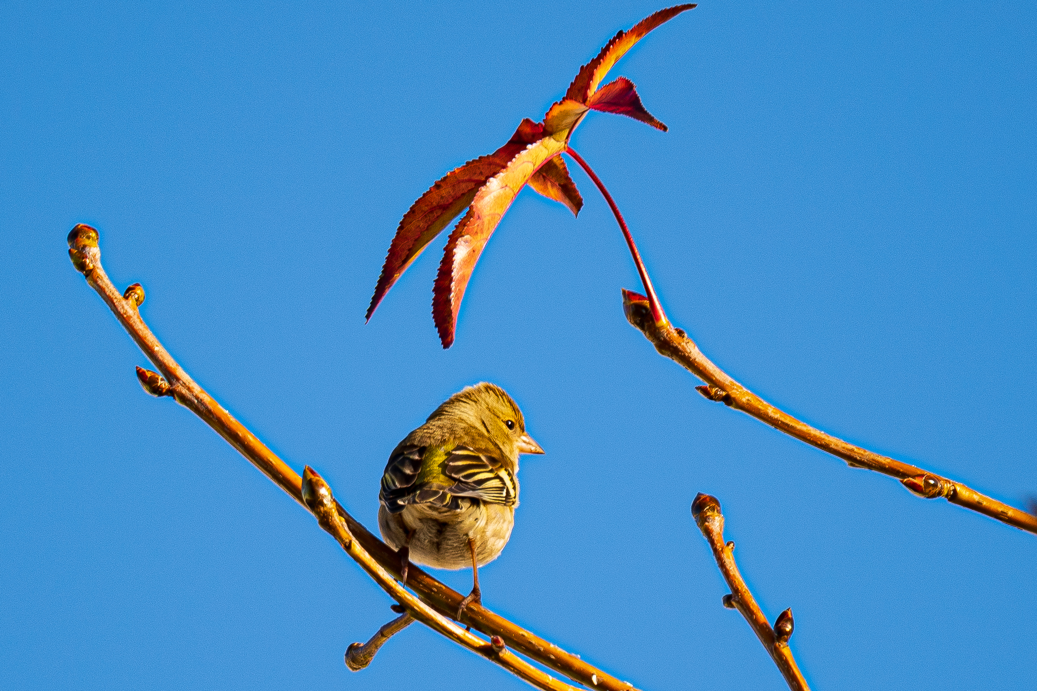 Incontro occasionale