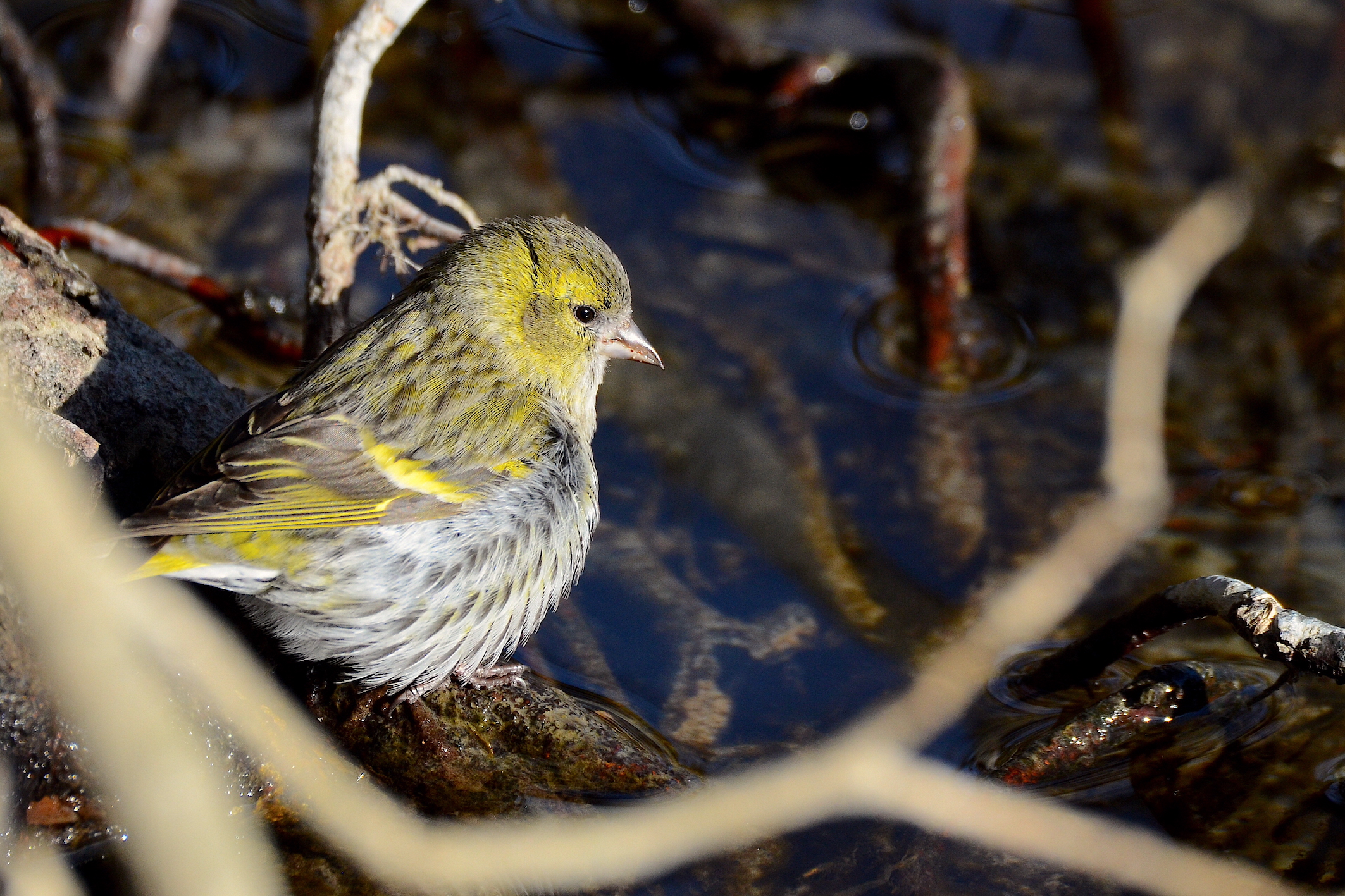 Lucherino  femmina ... si disseta