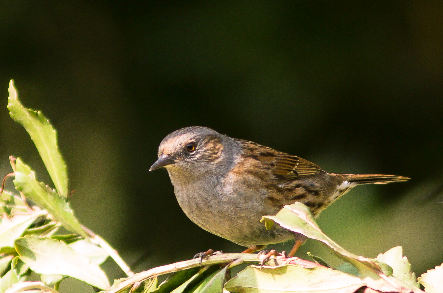 Prunella Modularis (Dunnock)