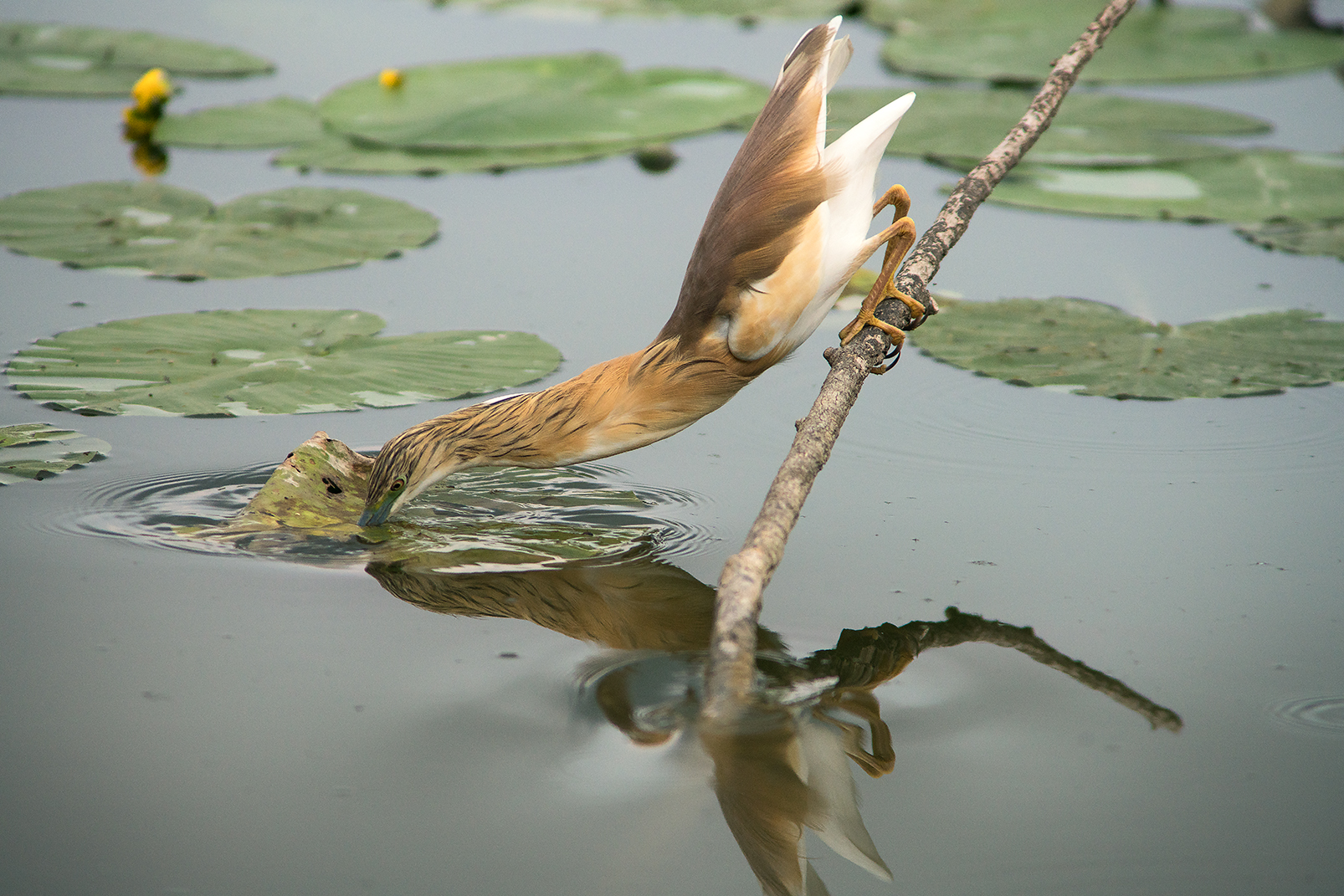 Sgarza ciuffetto in caccia