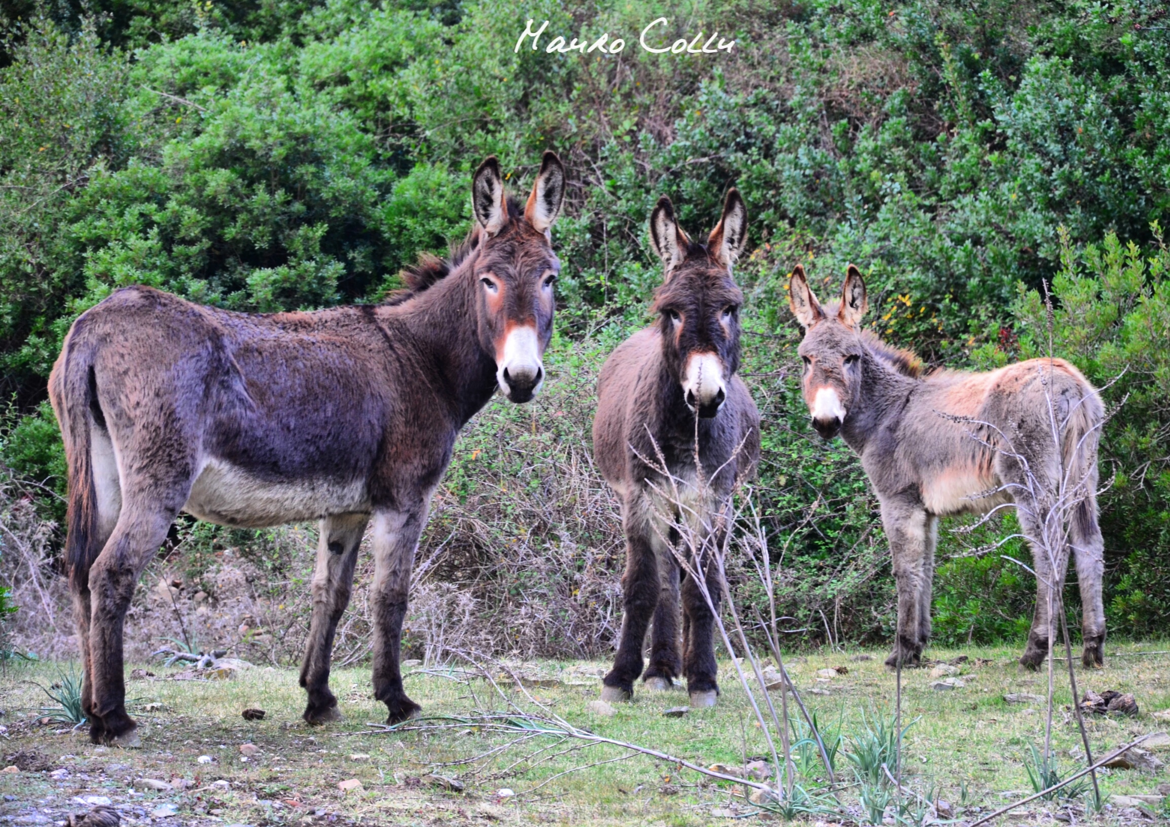 Asinelli sardi, Lula