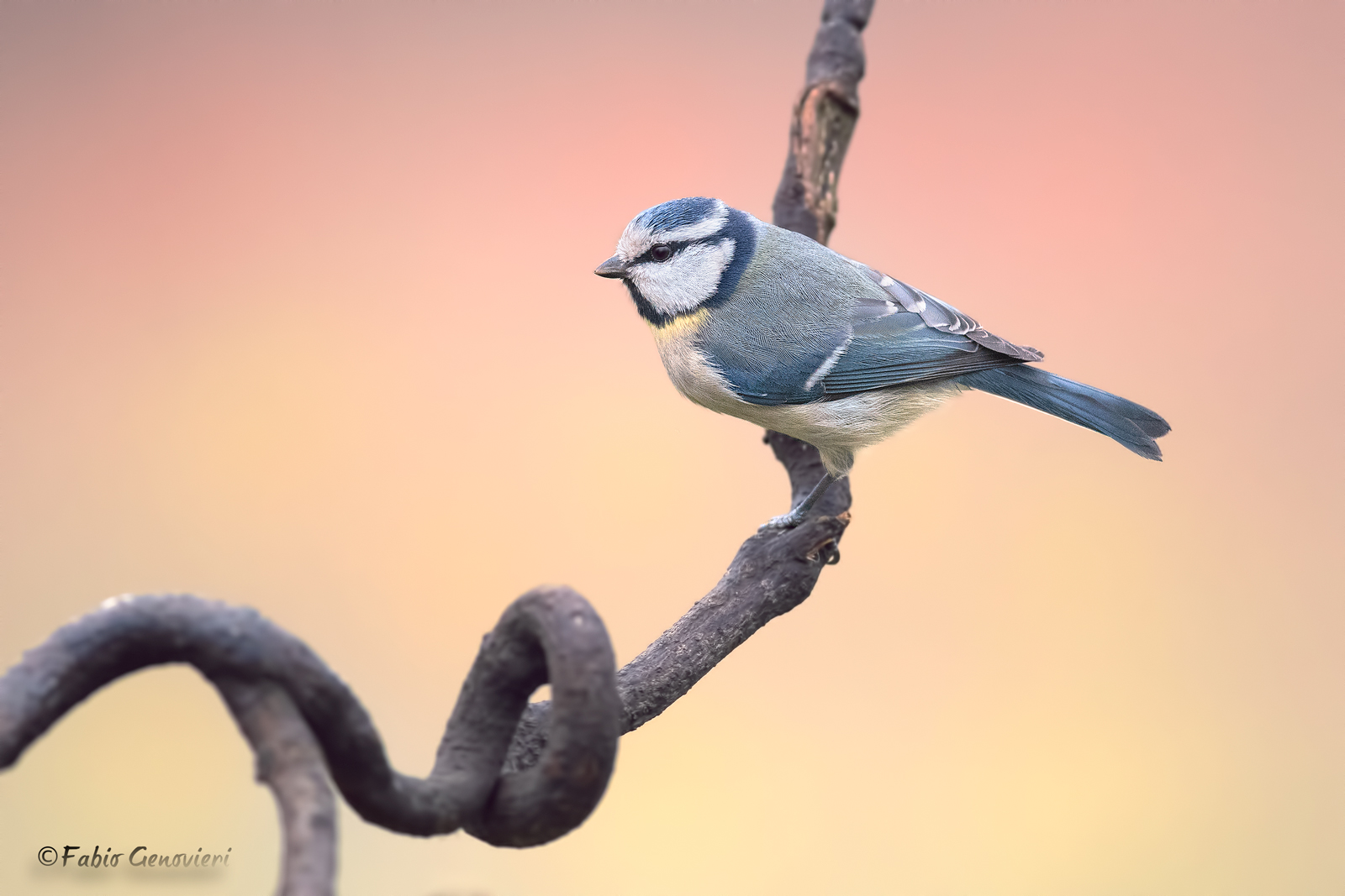 Cinciarella all'alba