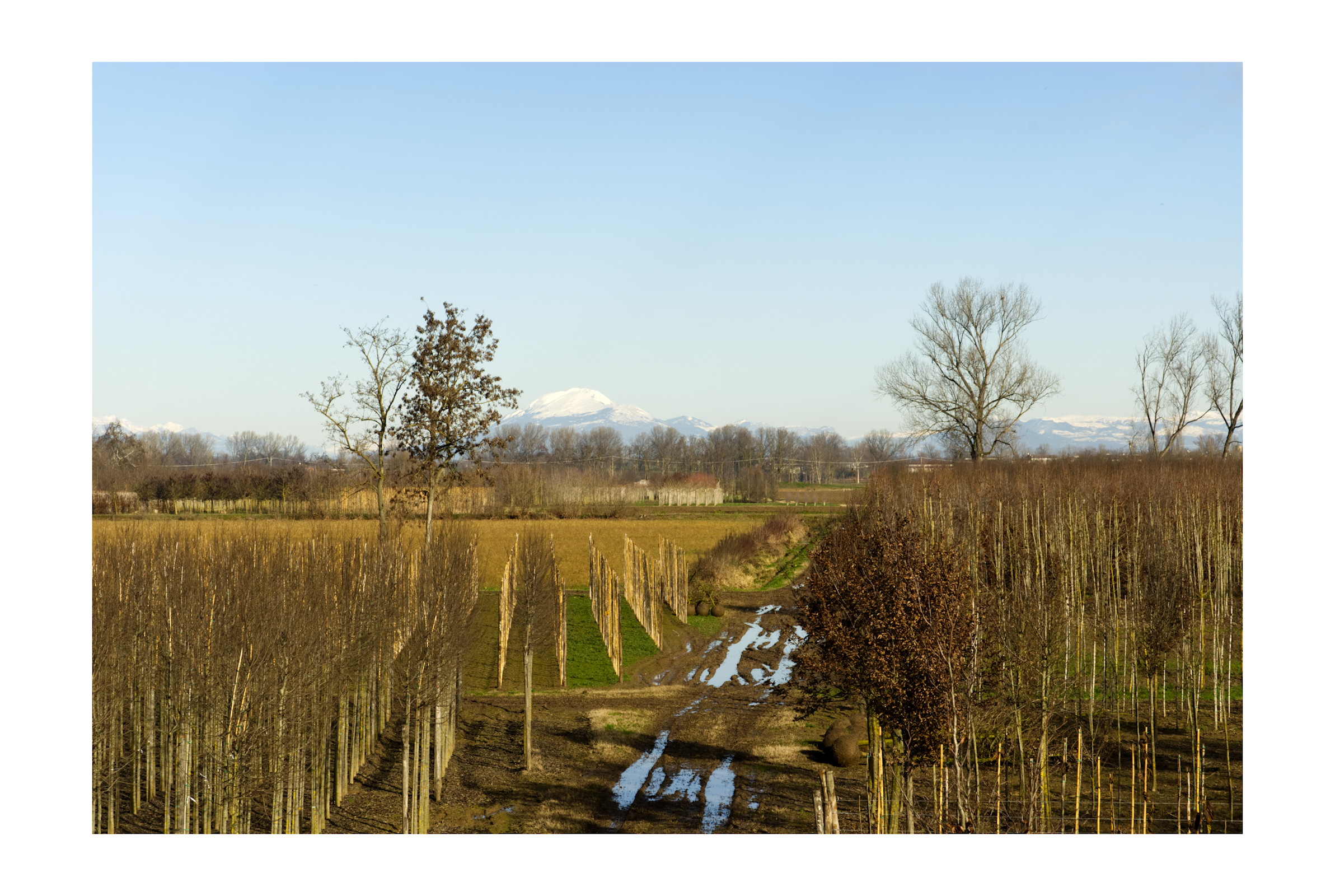 Vivai nei pressi del Fiume olio