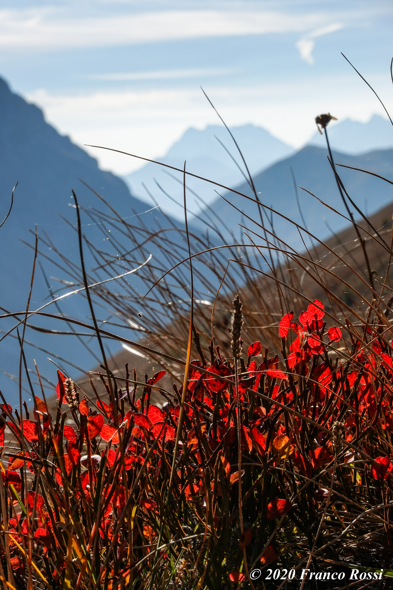 The colors of blueberries in autumn, Valle Stura