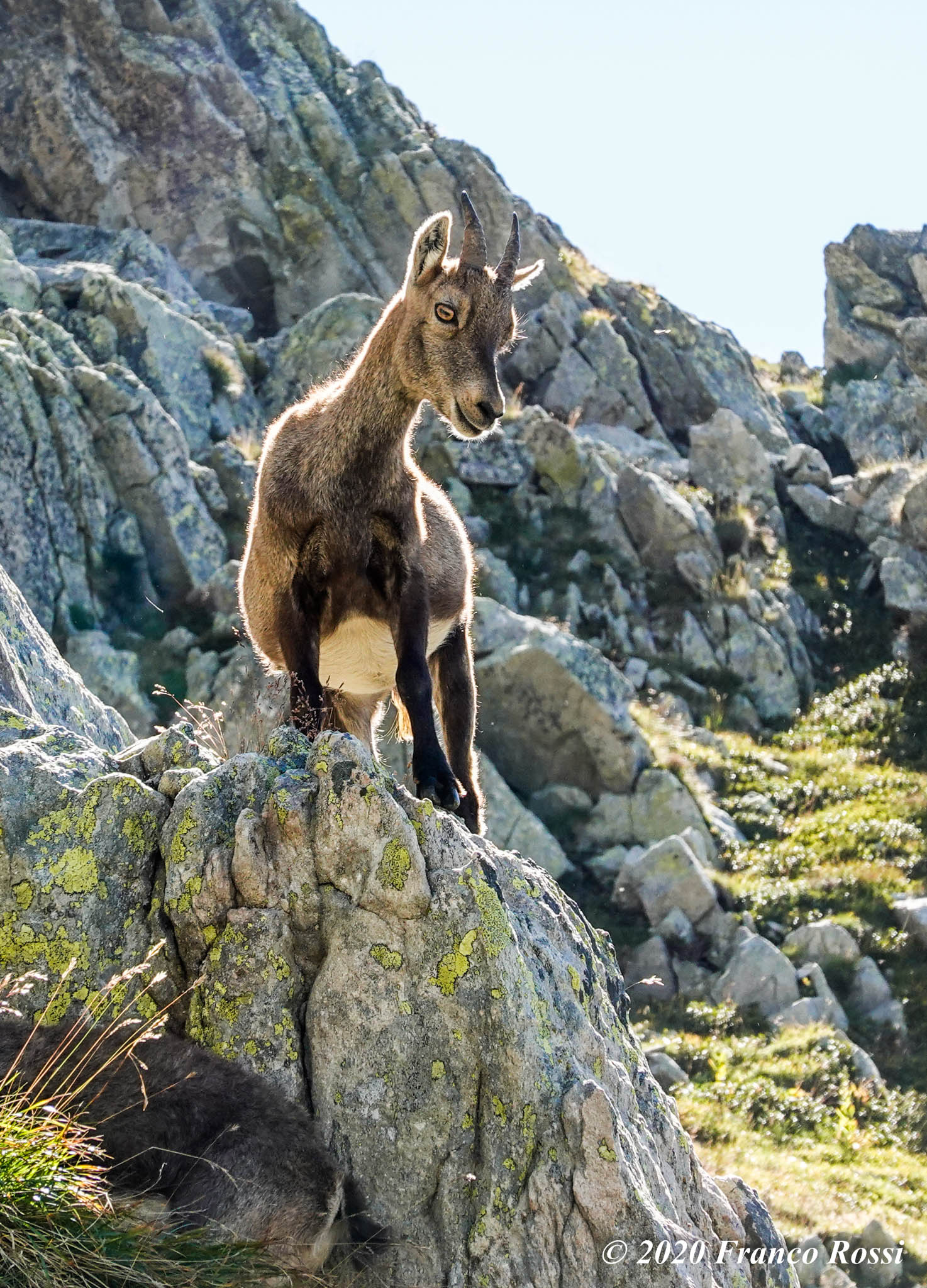 Young ibex, Alpes-Maritimes Park
