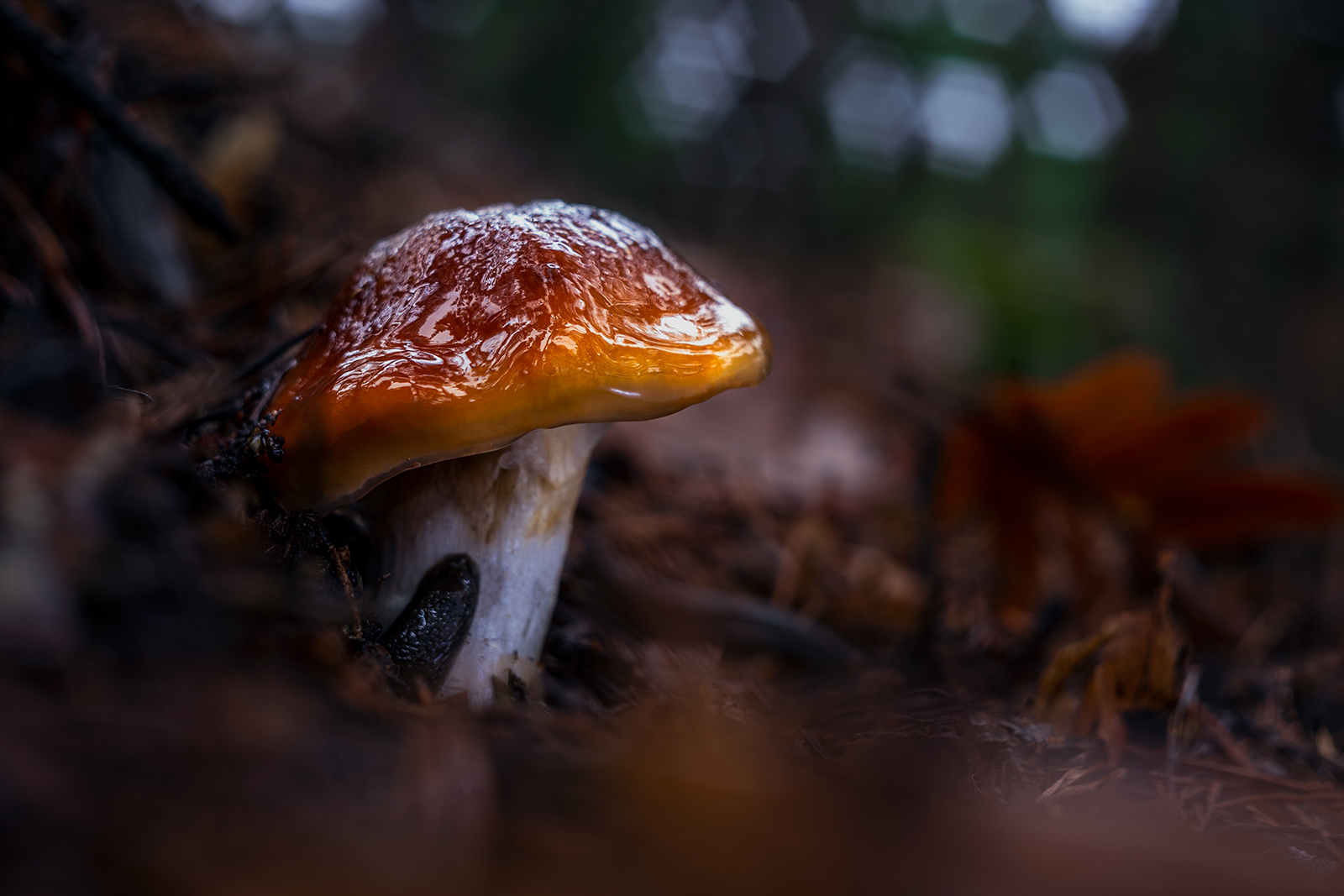 Merry Christmas and Happy 2021!