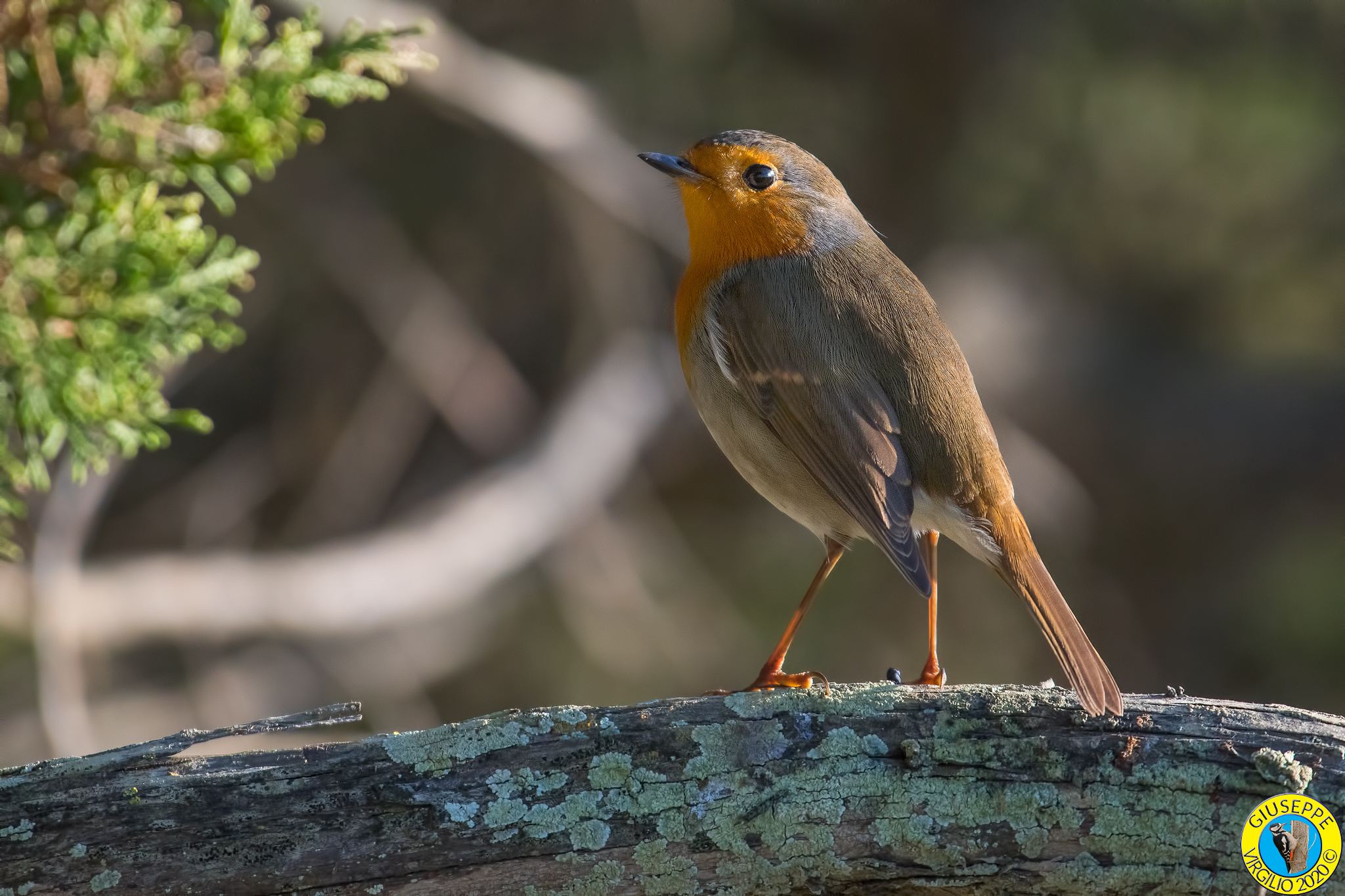 Pettirosso   Erithacus rubecula (Sardegna 2020)