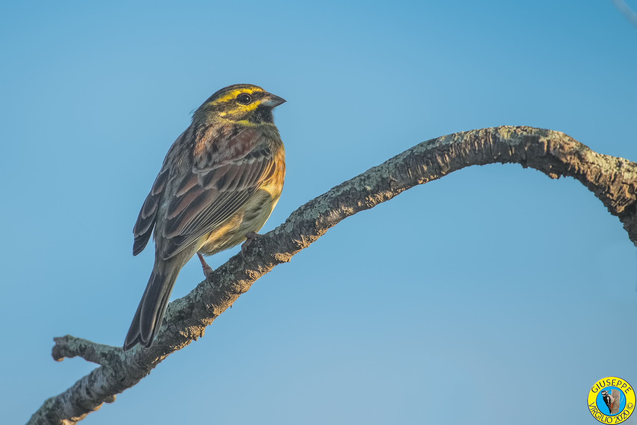 Zigolo Nero  Emberiza cirlus (Sardegna ) 2020