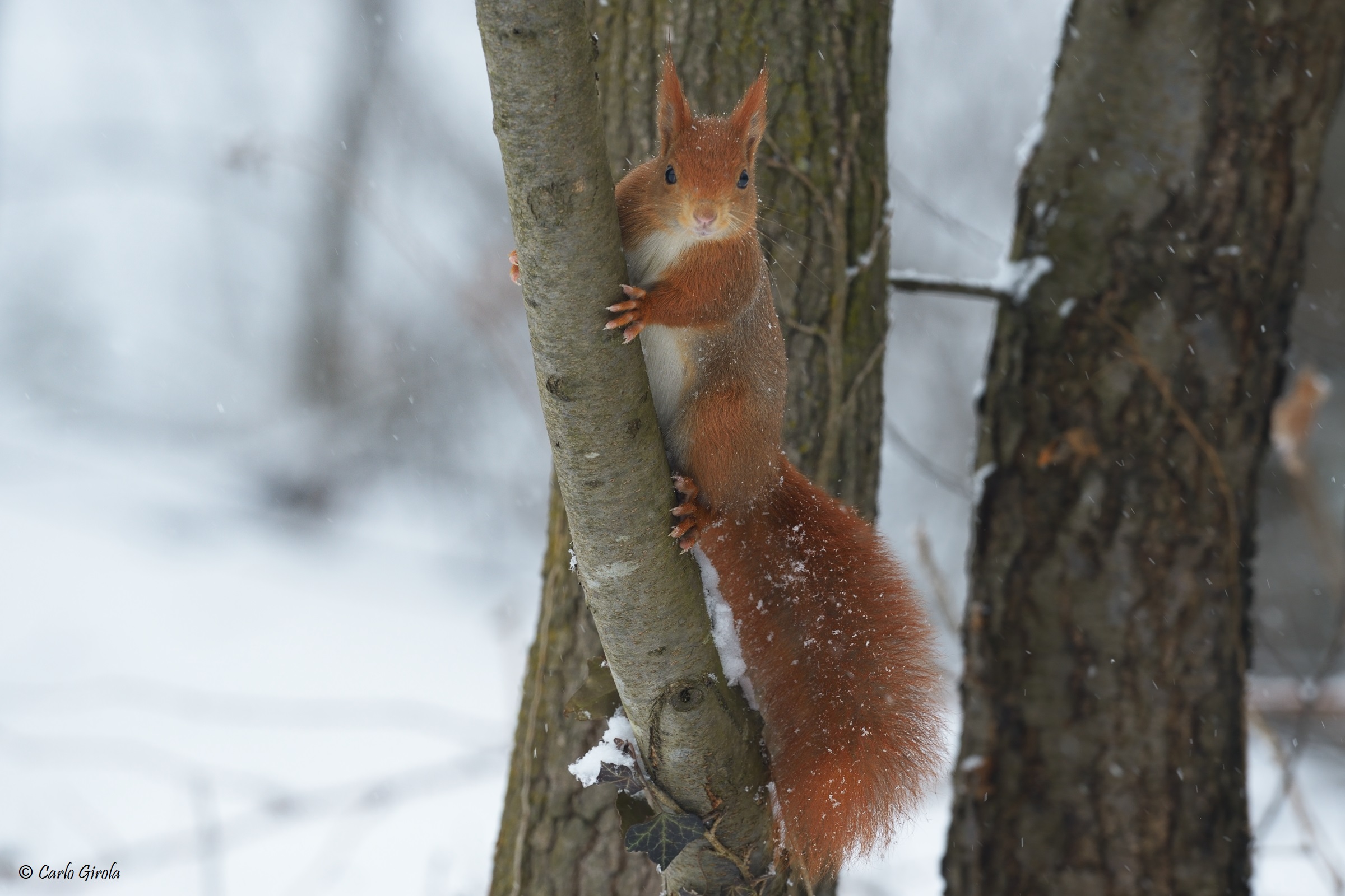 Squirrel (Sciurus vulgaris)